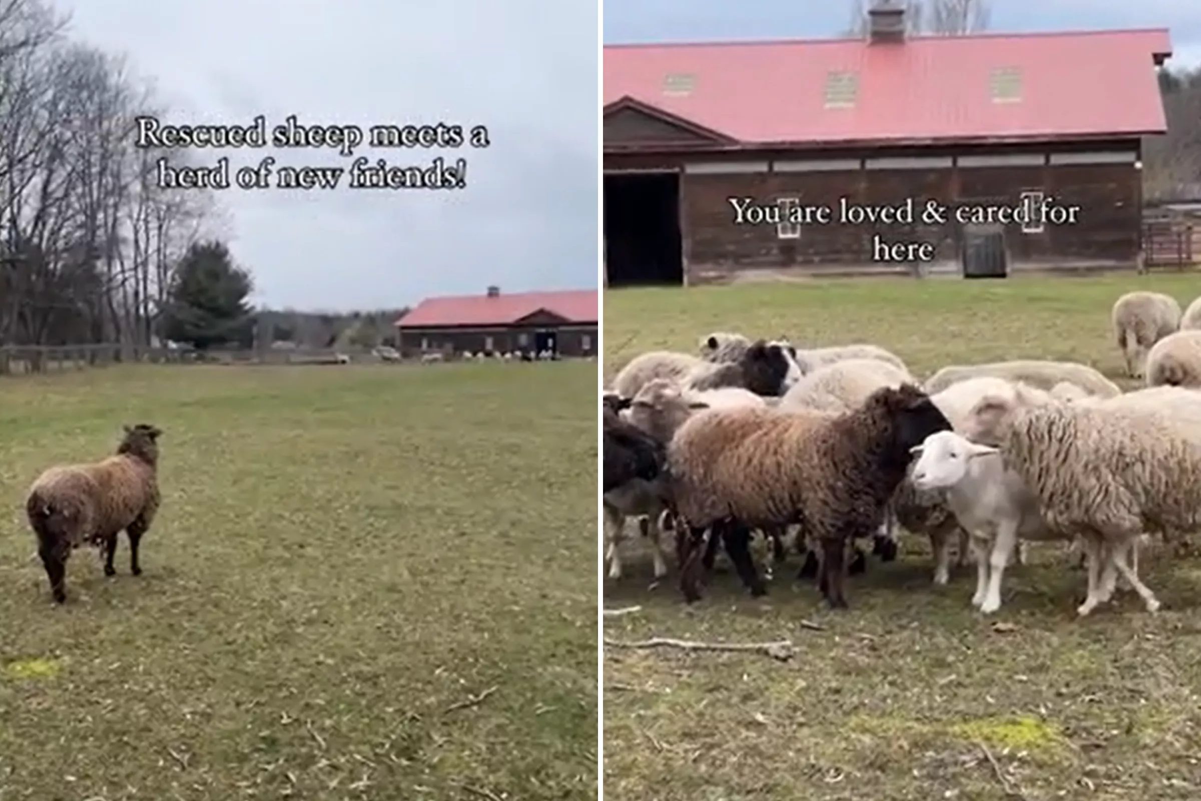 'Beautiful Moment' Herd of Sheep Welcomes Newest Rescue Saved From Death - Vimarsana News