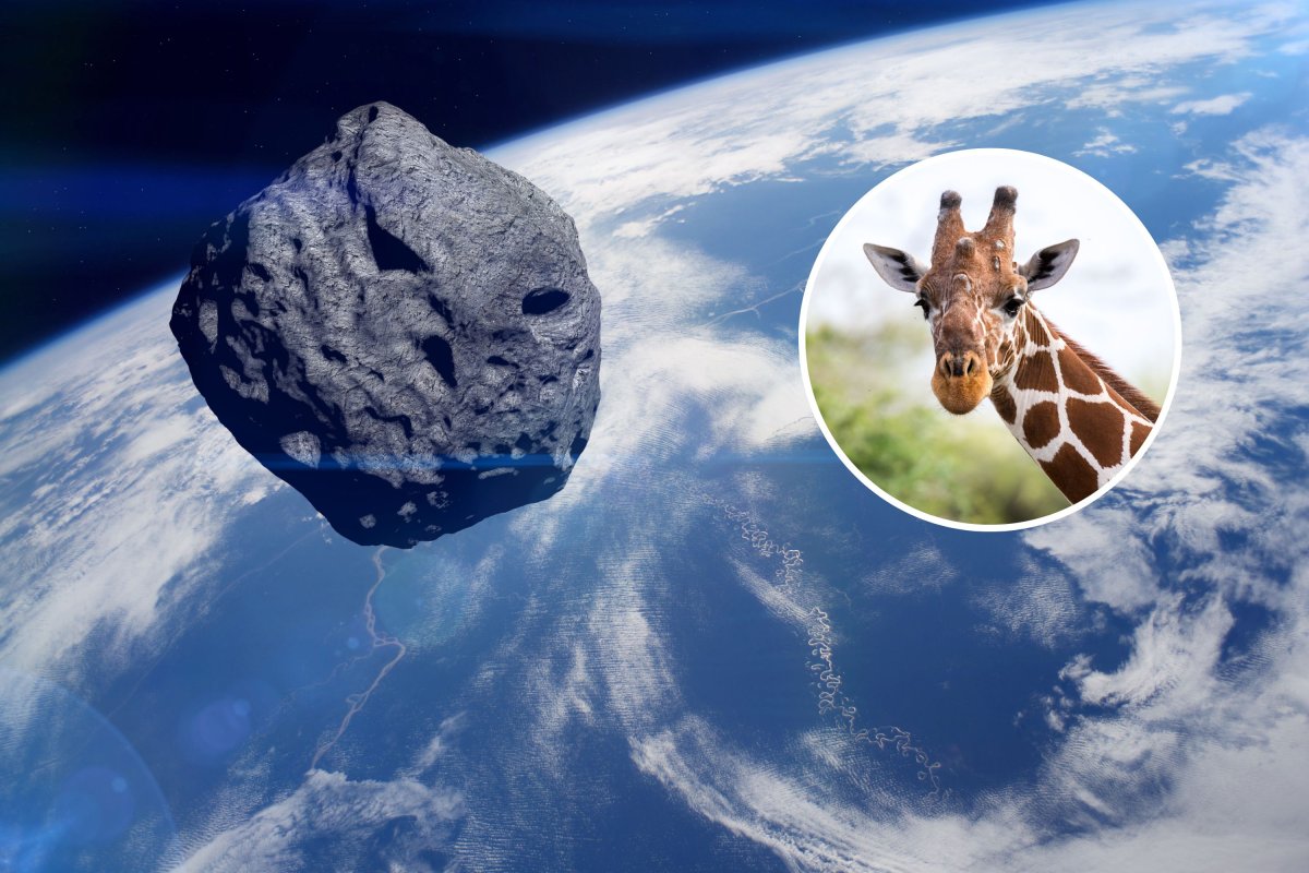 asteroid giraffe