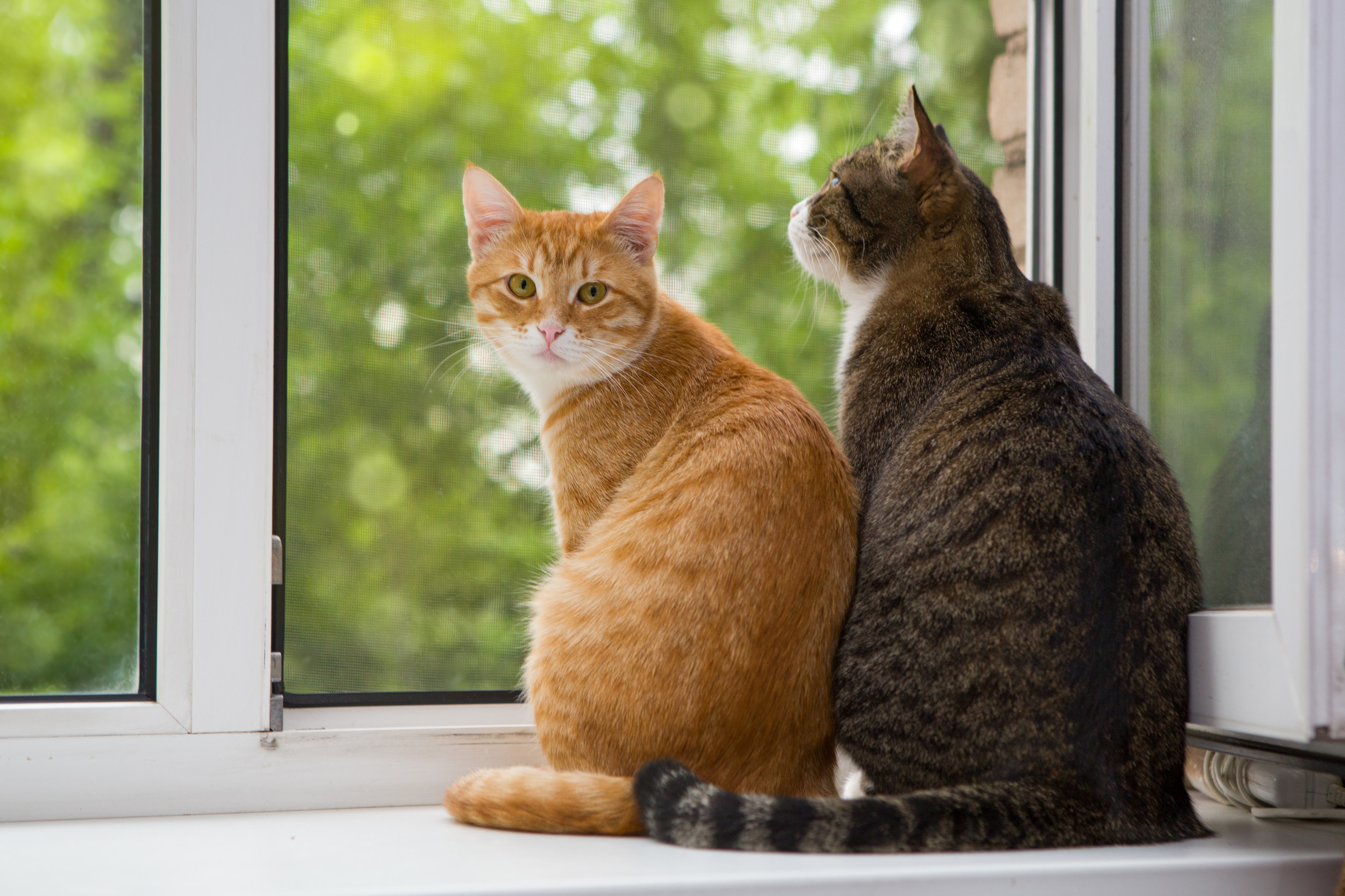 Owner can’t believe she captured “sweetest thing” between cats on camera