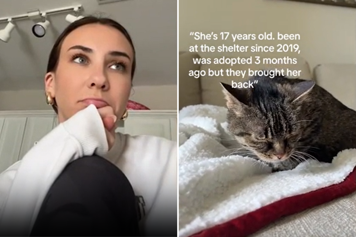 Grace adopted senior cat from shelter