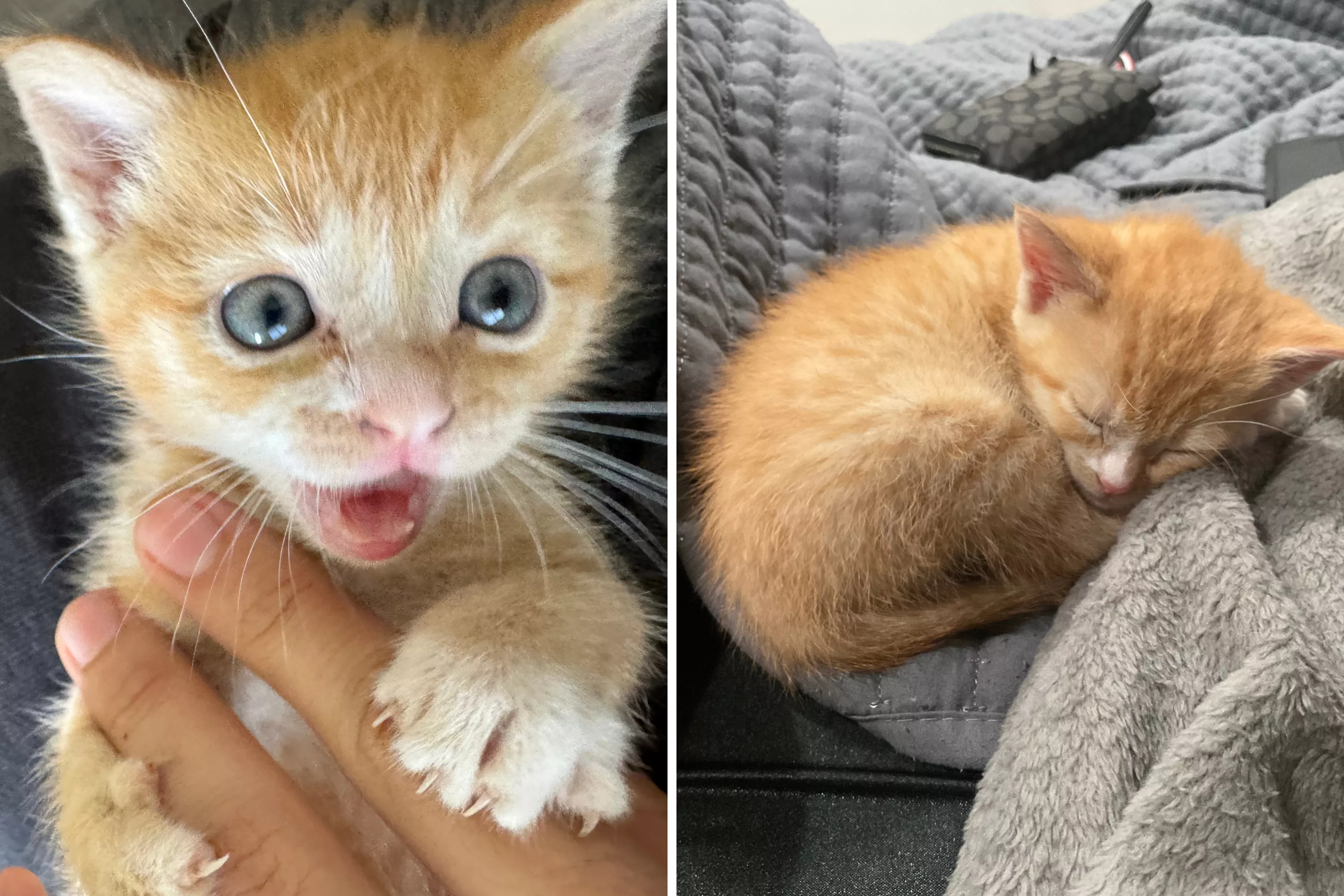 Man Thinks He Wins the Prize for Clingiest Kitten: 'At Least She Loves Me' - Vimarsana News
