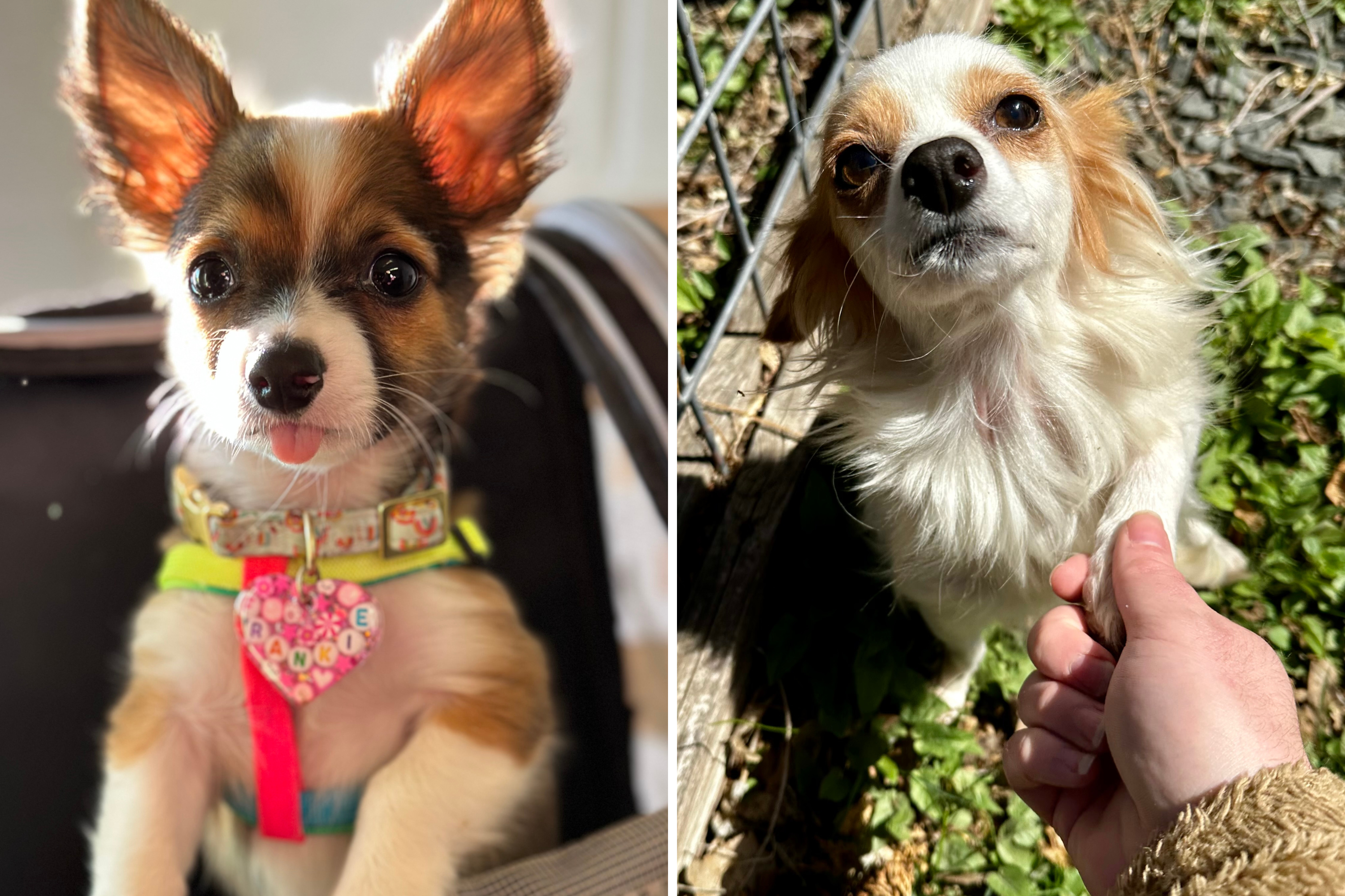 Man Notices Something Unexpected About New Foster Dog—'Should I DNA Test?' - Vimarsana News