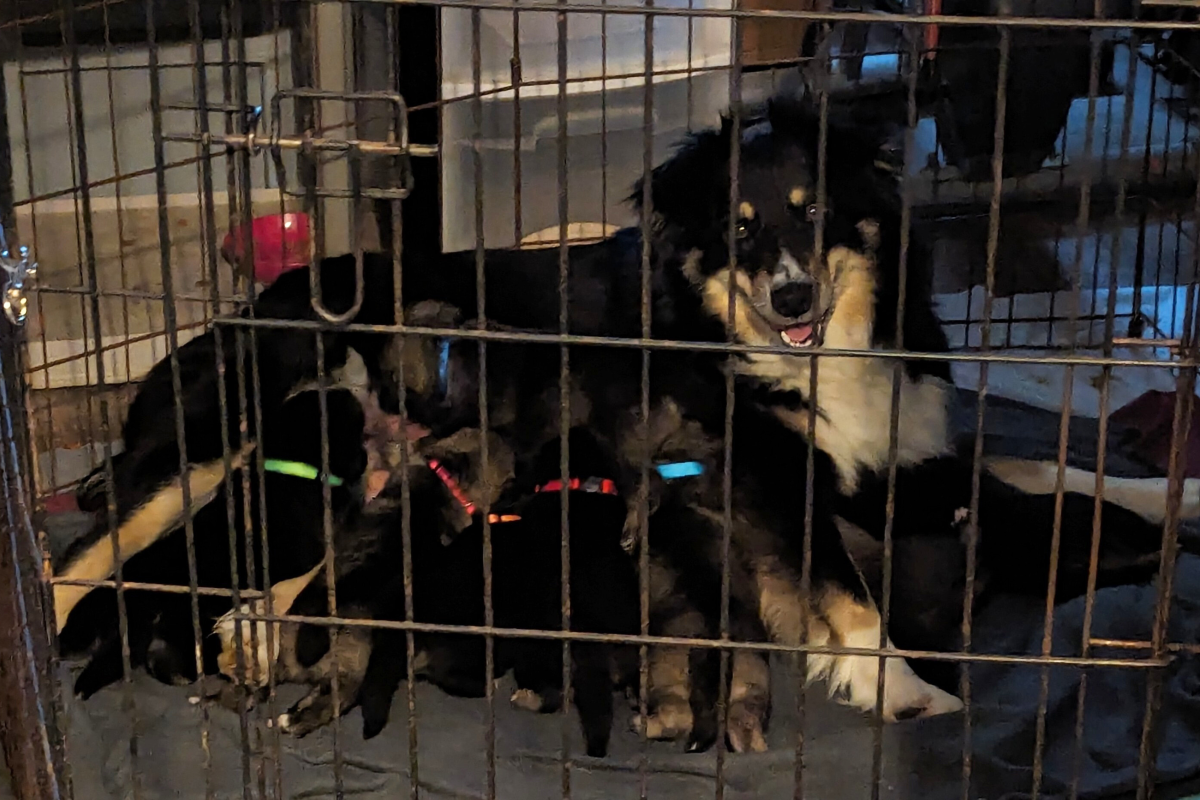 Sadie Grace with her puppies