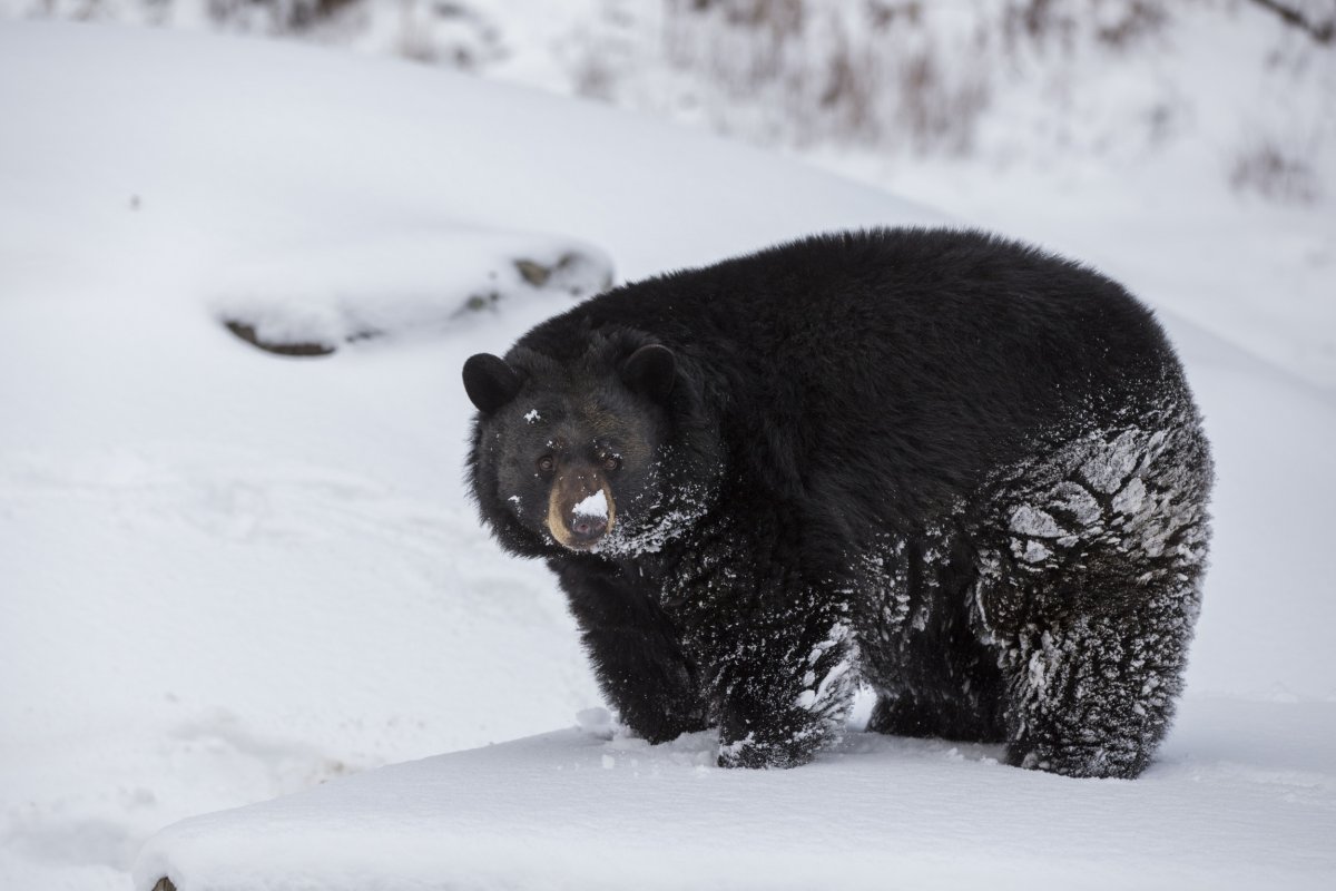 black bear snow