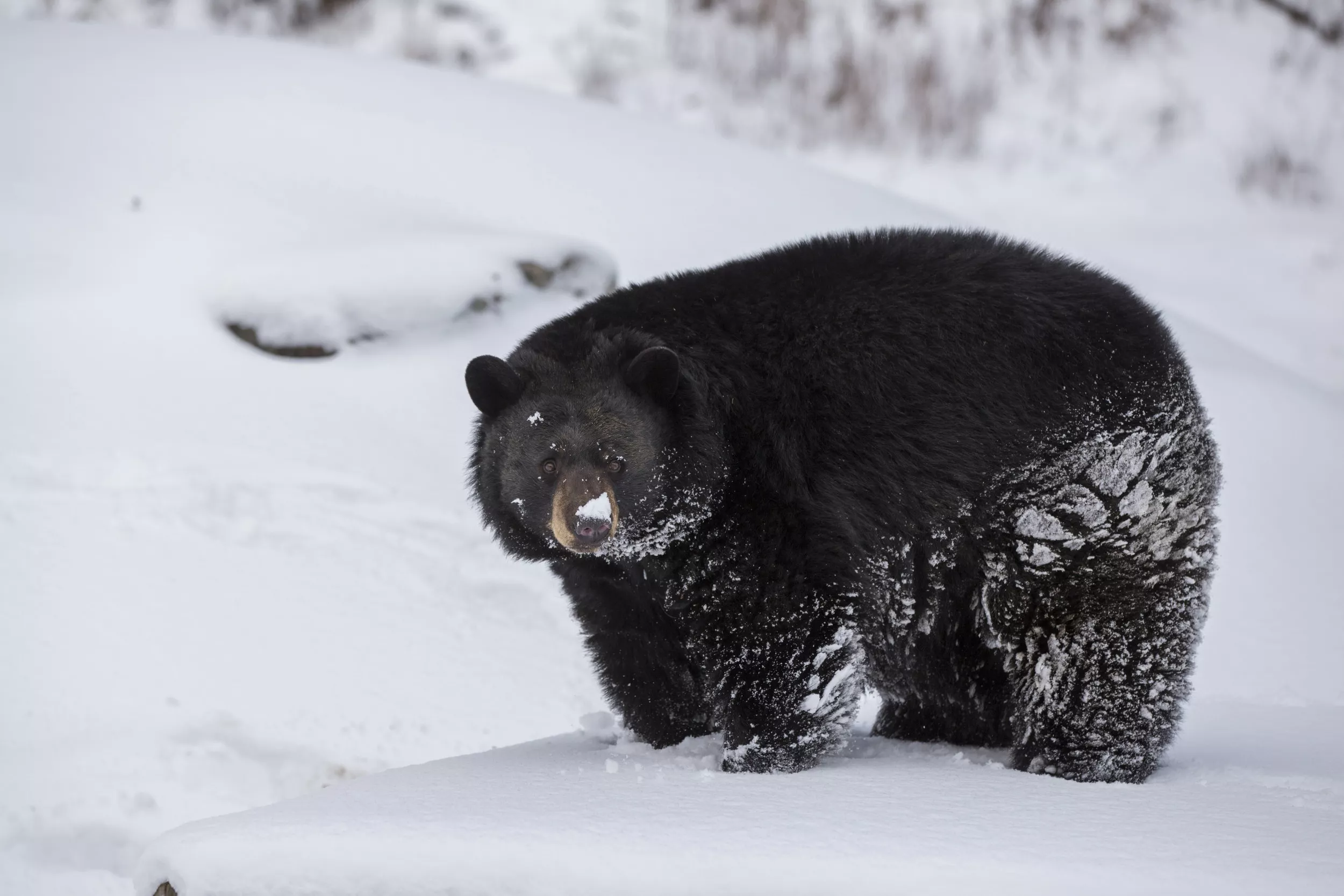 Curious Bear Forces Closures at California Ski Resort - Vimarsana News