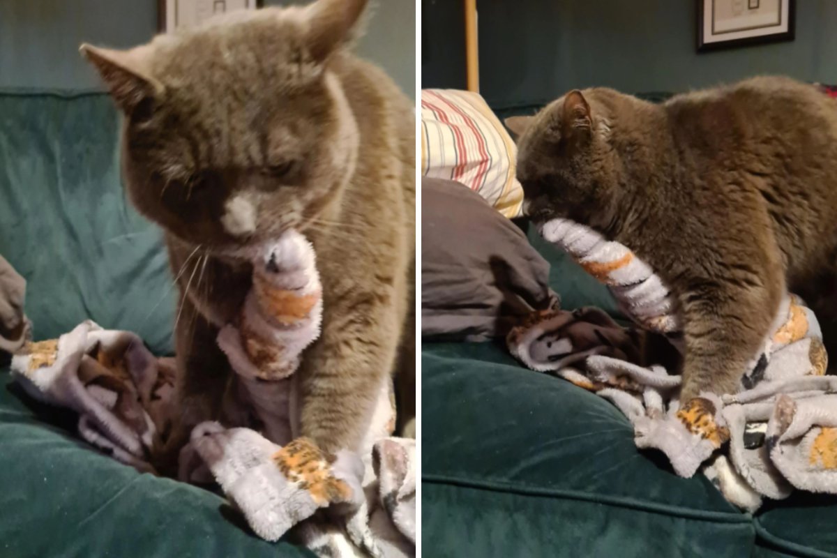 Cat making spirals with blanket
