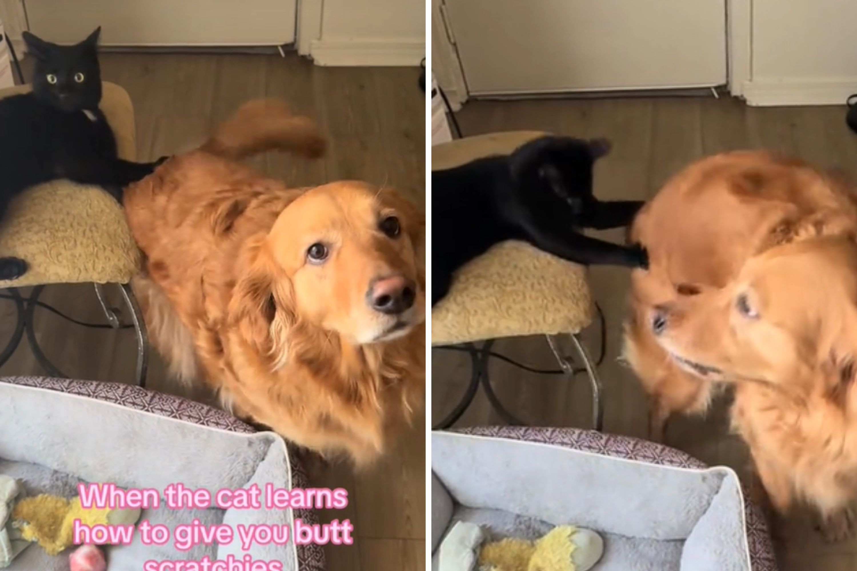 Golden retriever finally works out how to use family cat to her advantage