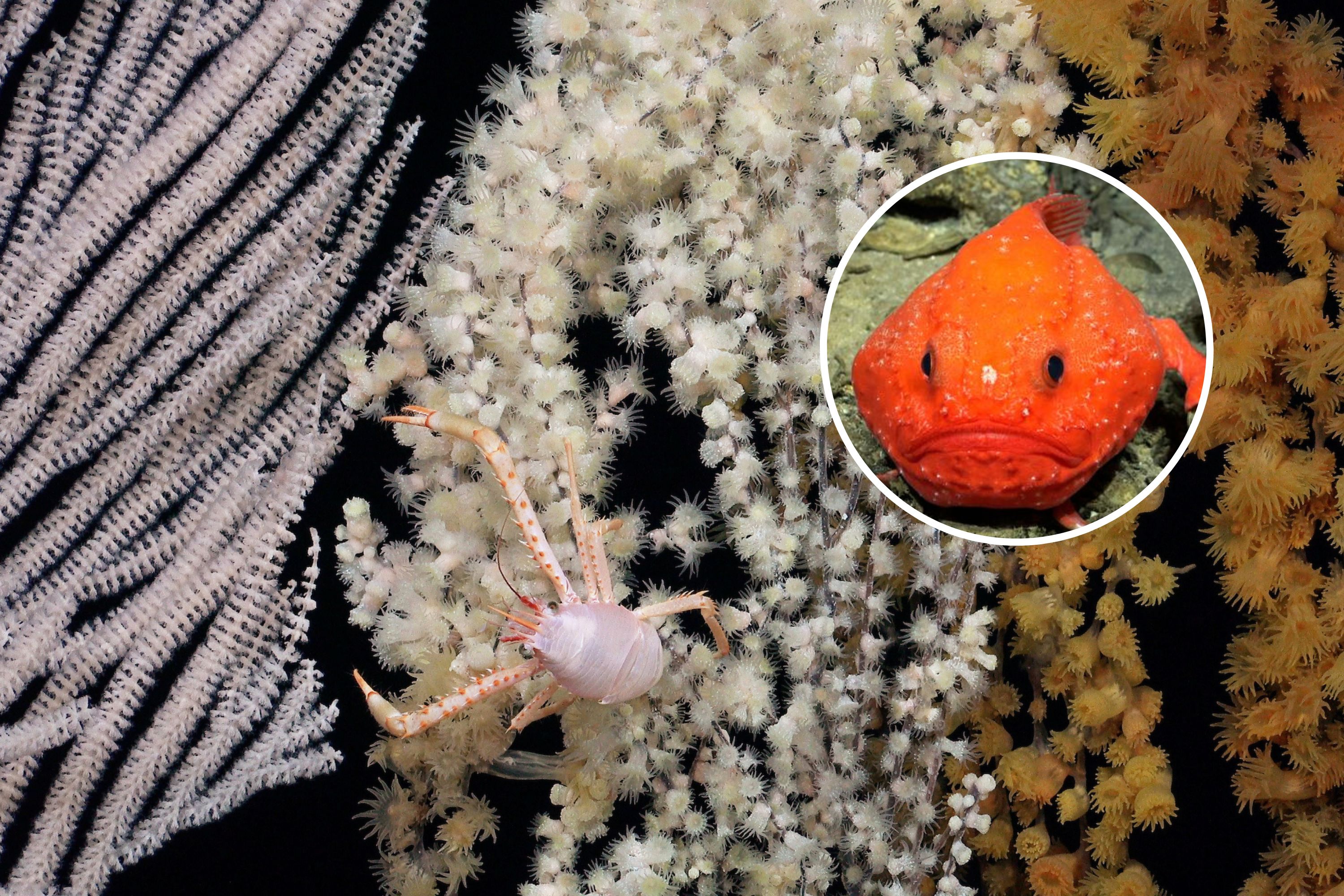 Los científicos han descubierto 50 nuevas especies en las profundidades del mar cerca de la Isla de Pascua