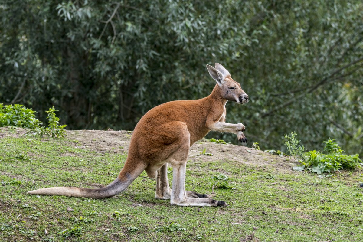 Extinct Giant Kangaroo Discovered