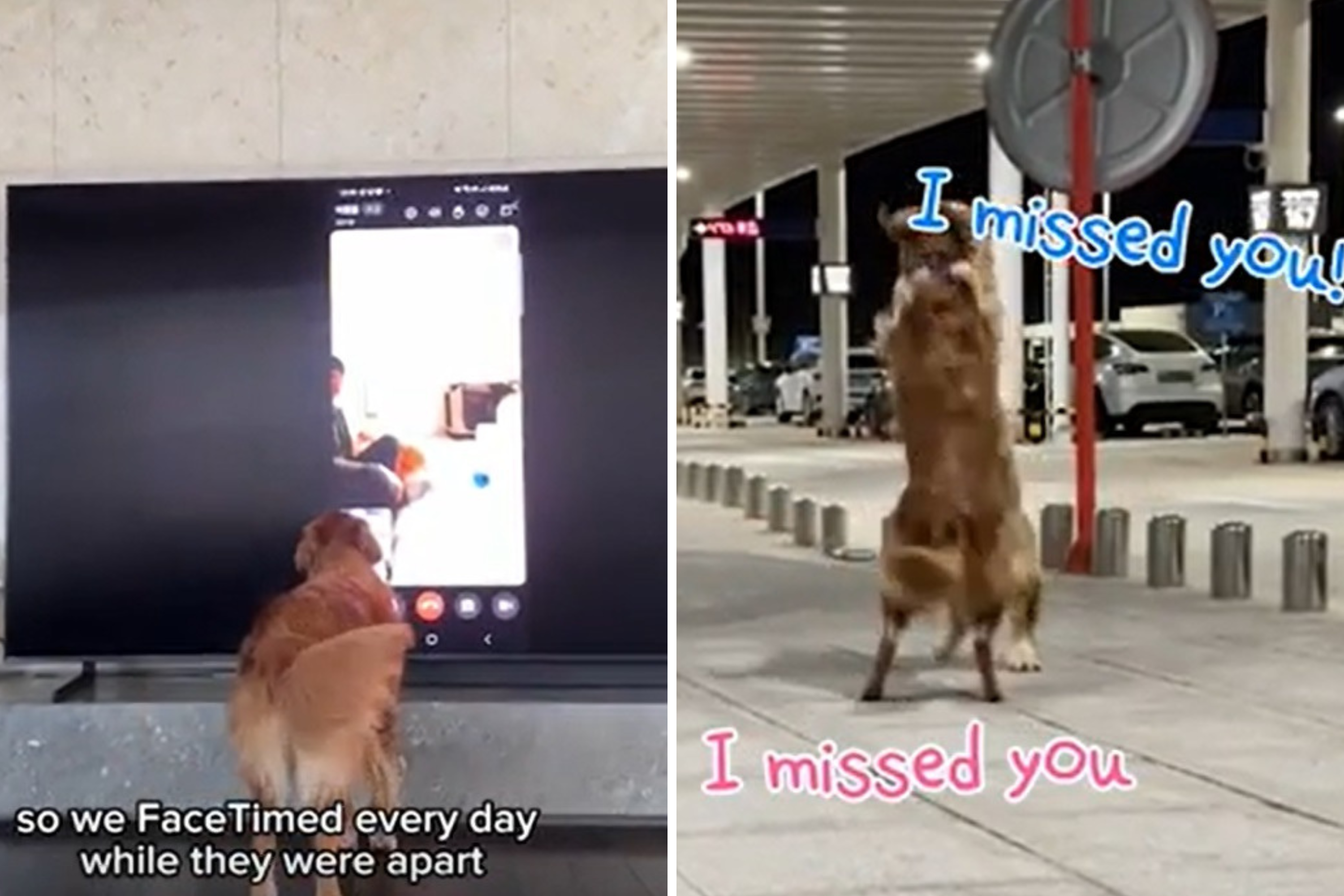 Touching Moment Golden Retriever 'Soul Mates' Reunite After 3 Weeks Apart - Vimarsana News