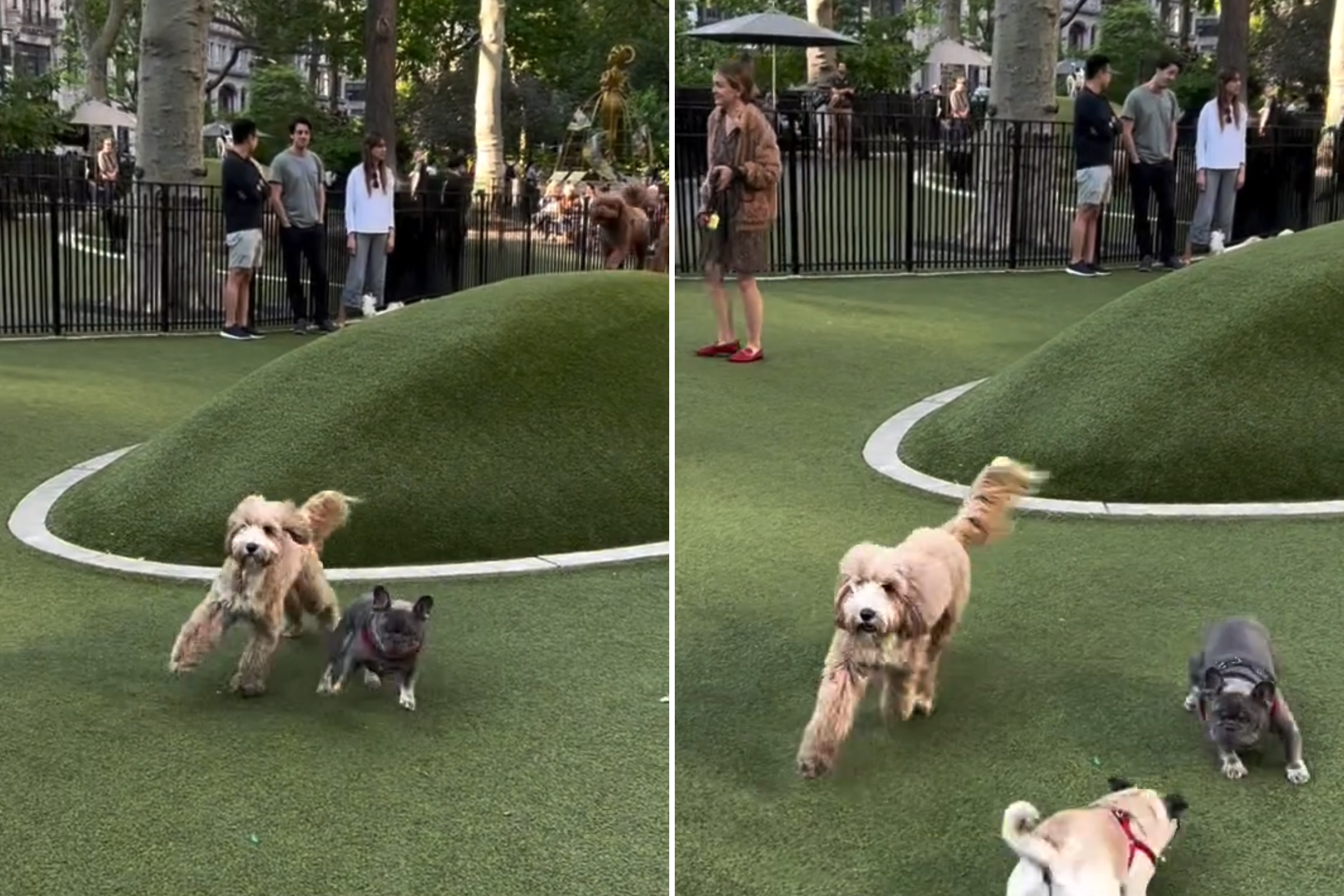 “Socially anxious” labradoodle taken to dog park, goes exactly as expected