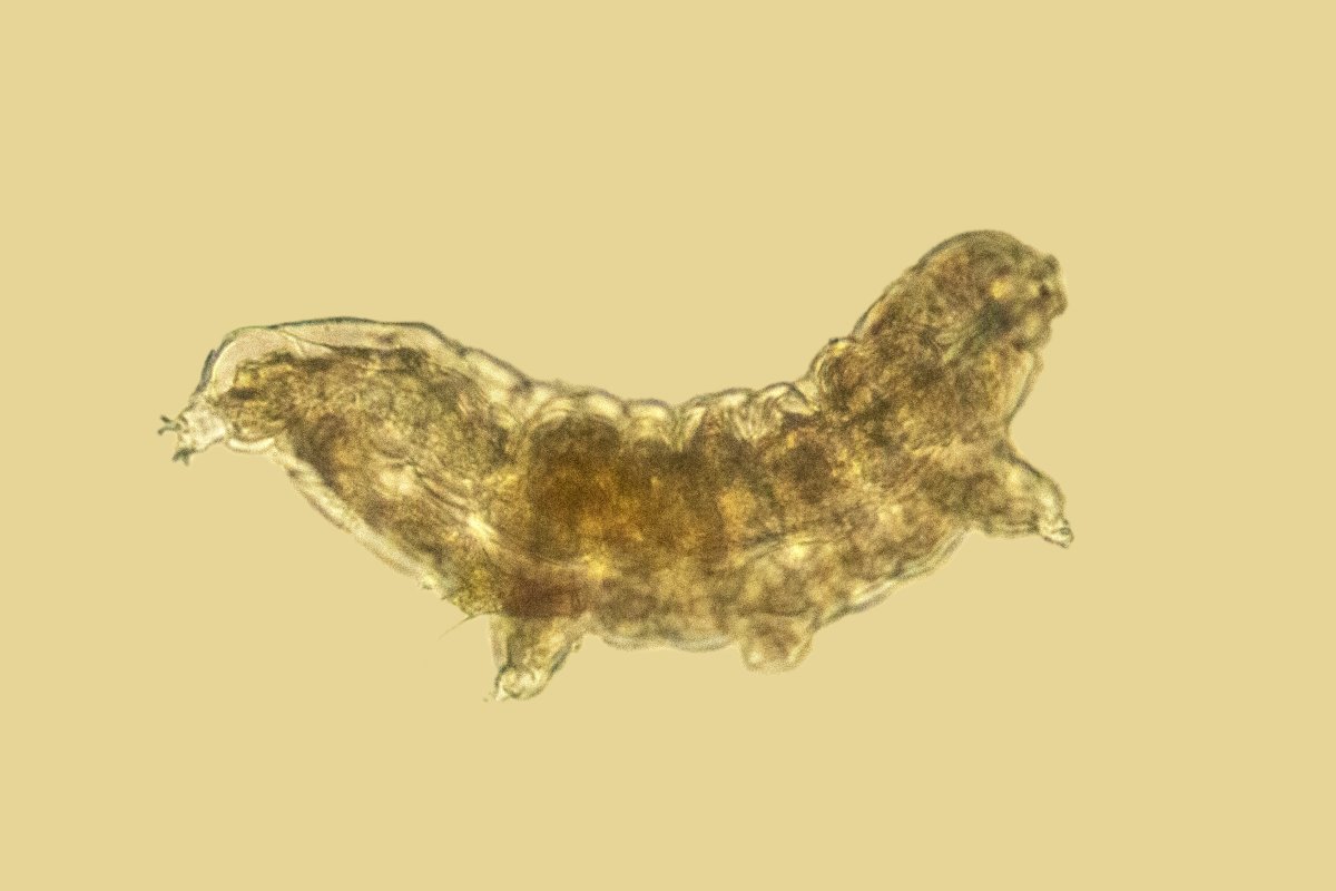 tardigrade microscope