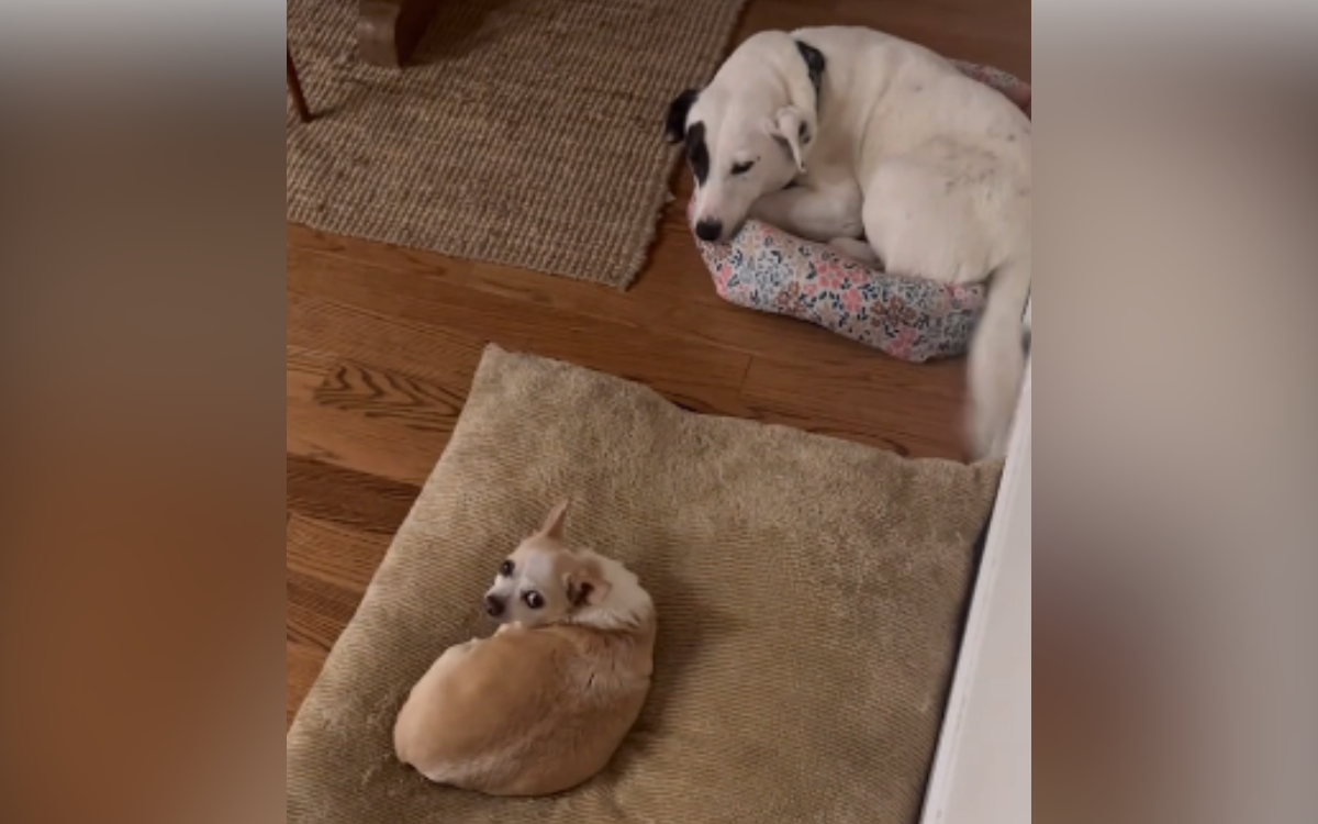 Rescue dog behaves like a “gentleman” when owner’s Chihuahua steals his bed