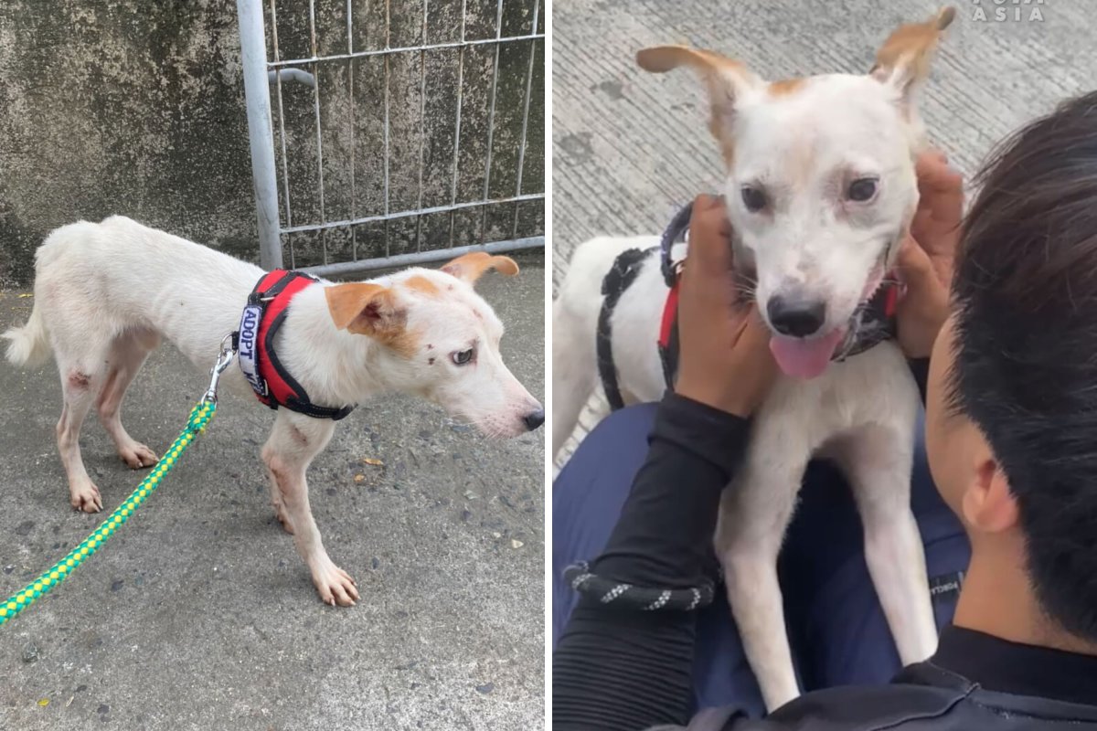 Dog rescued from inside wall