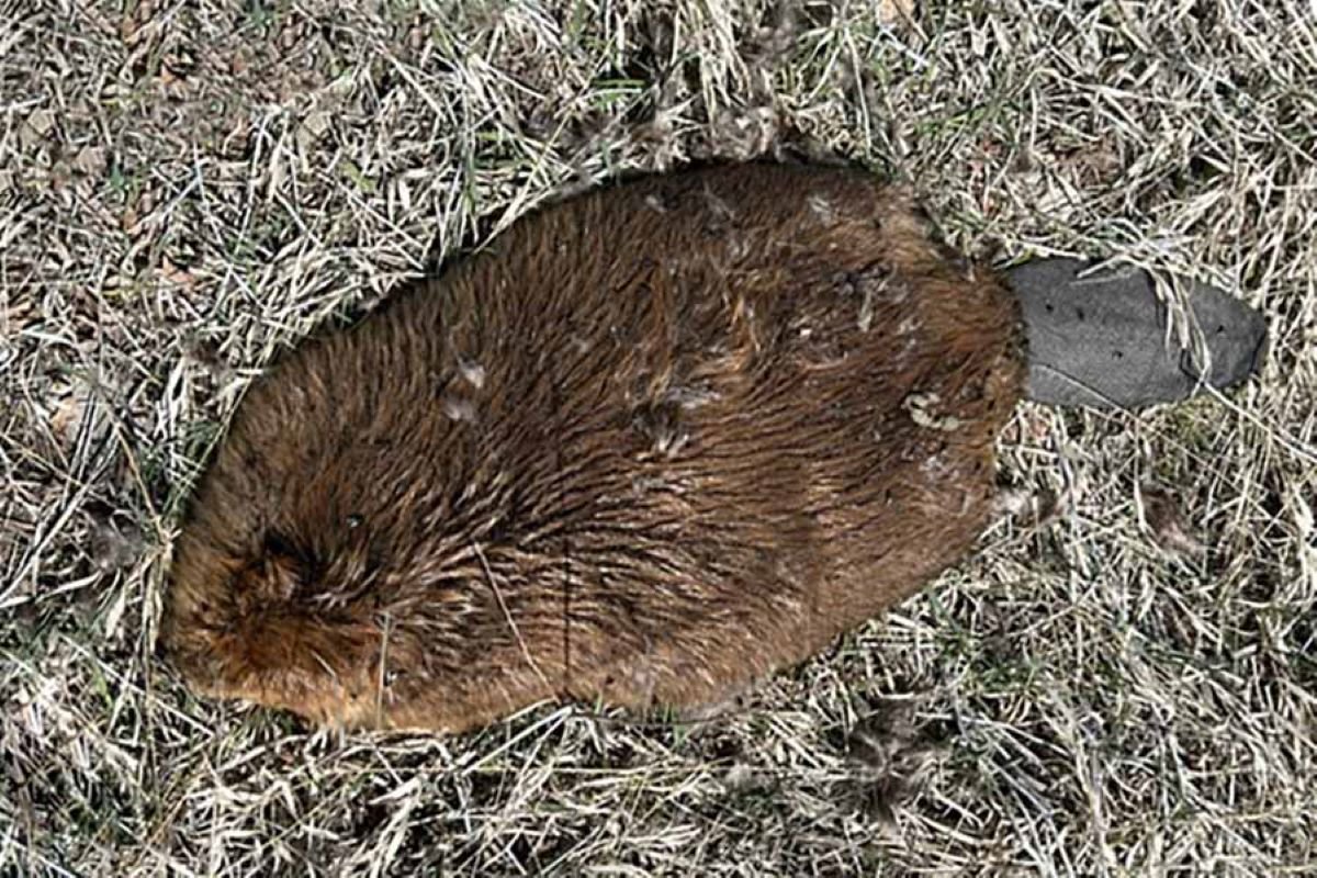 Dead beaver 