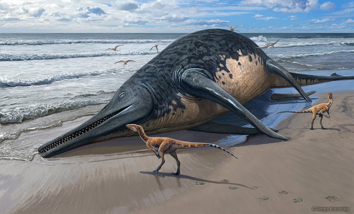 A washed-up ichthyosaur on a beach