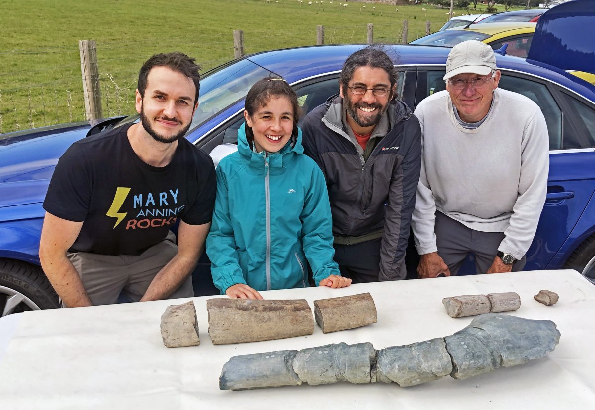 Researchers with ichthyosaur jawbones