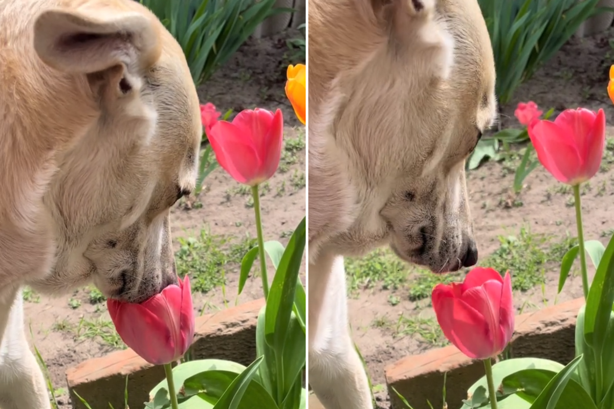 Dog stops to smell the flowers
