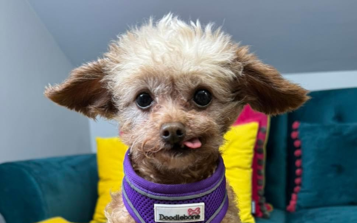 Dog rescued from meat trade with just three teeth finds love and acceptance