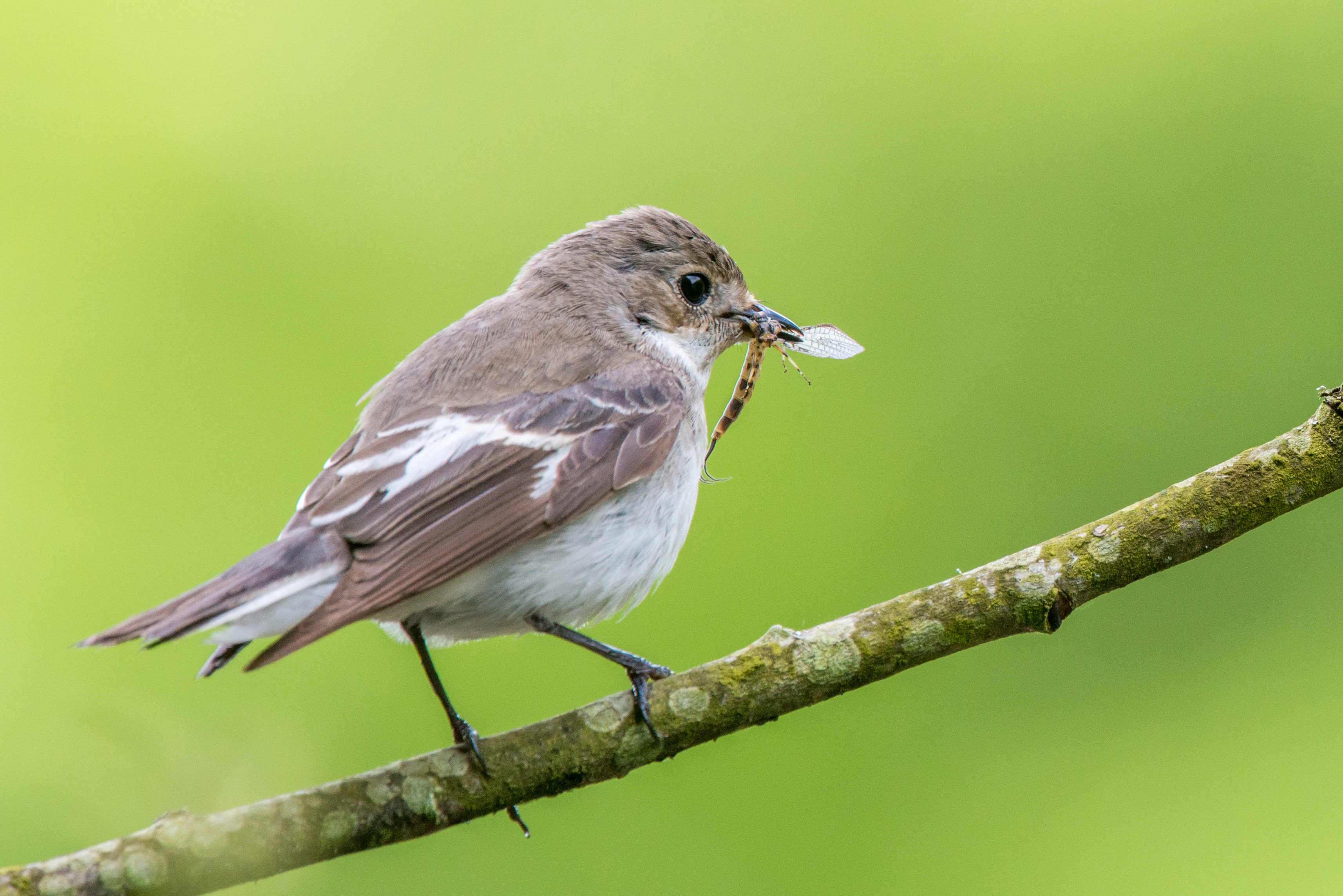 Des scientifiques révèlent les chansons que les oiseaux chantent dans leurs rêves