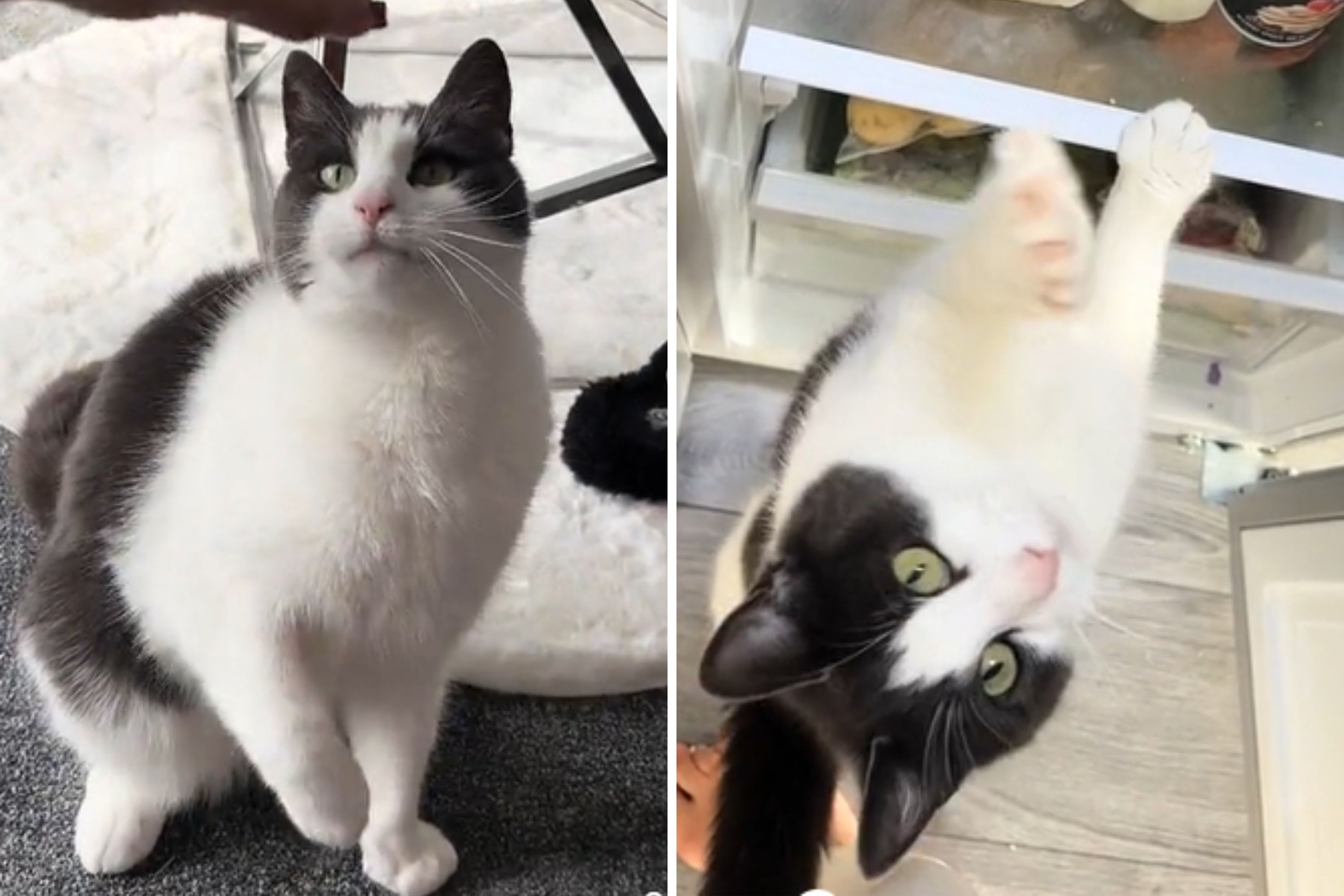 Couple Takes in 10-Year-Old Cat After Neighbor 'Didn't Want' Her ...