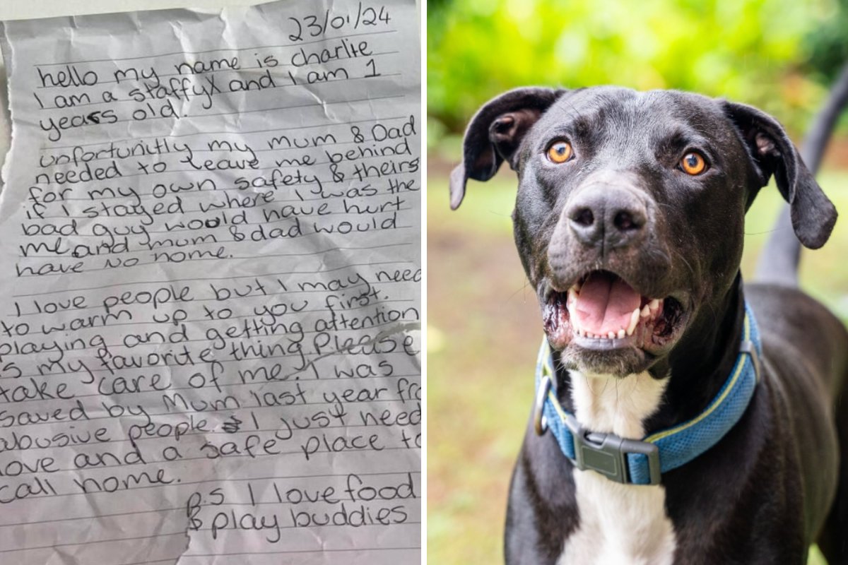 Dog abandonded with note