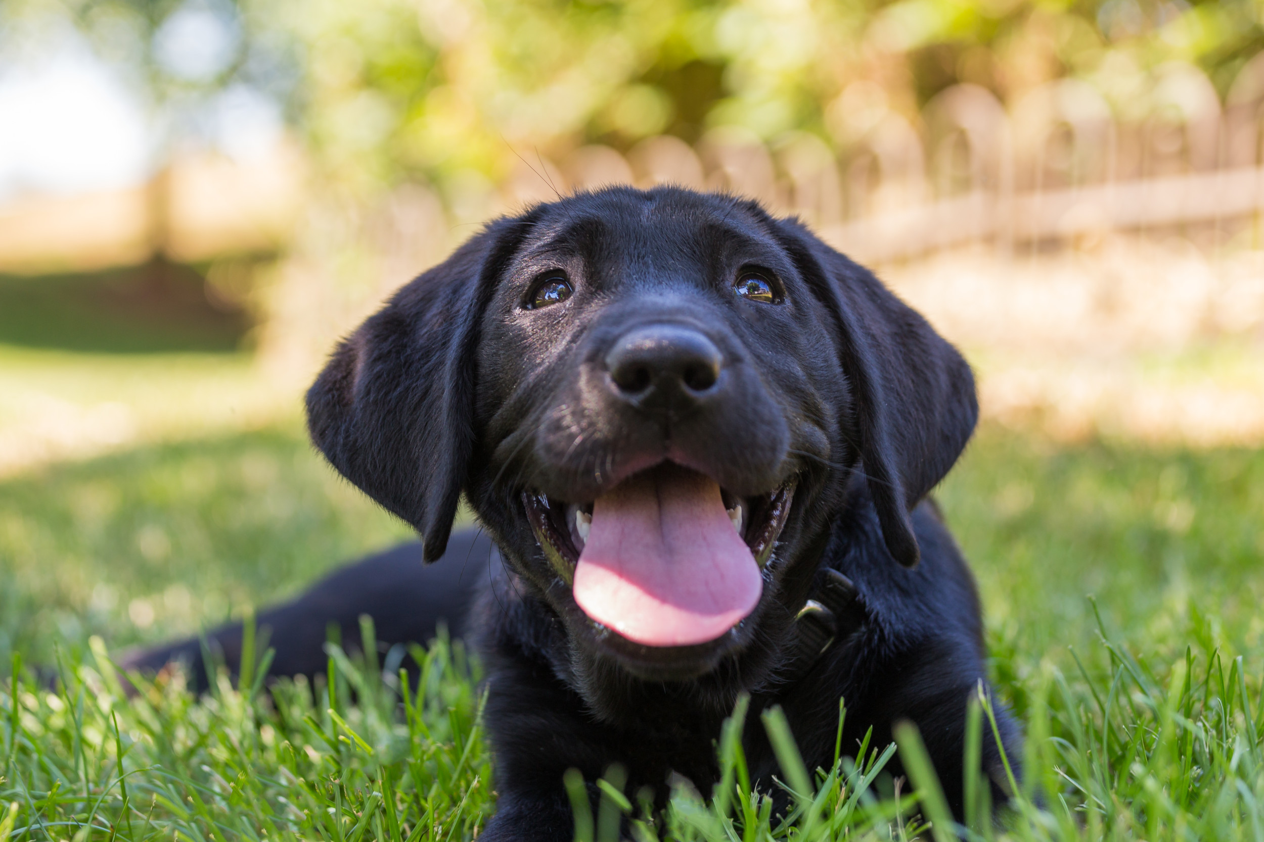 Woman Shares Her Labrador Retriever's Biggest 'Red Flags' in Hilarious Clip