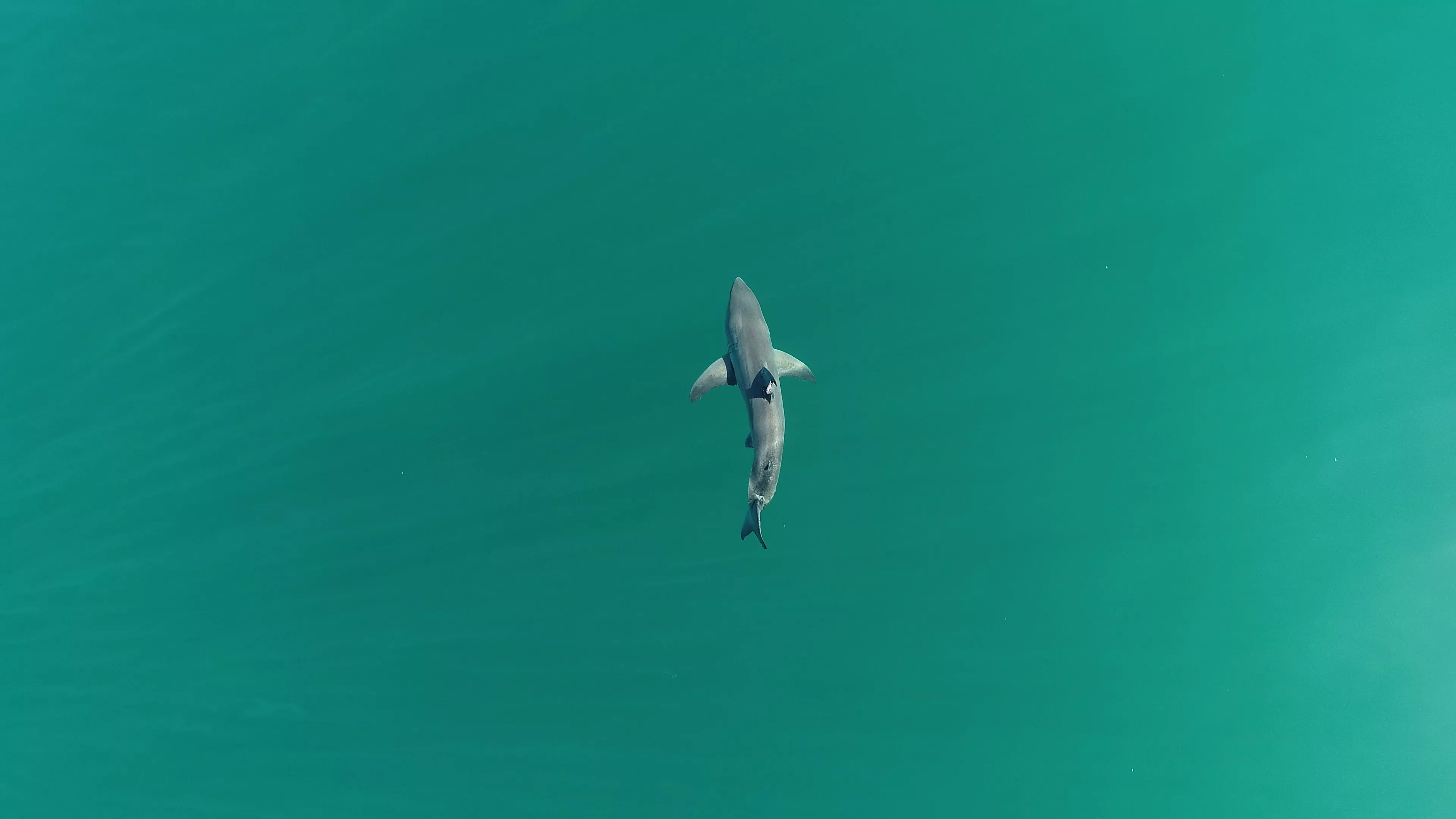 Baby Great White Sharks Are Menacing California Beaches - Vimarsana News