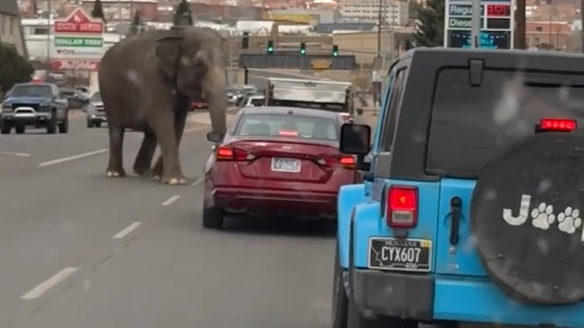 Elephant runs amok after escaping circus for third time