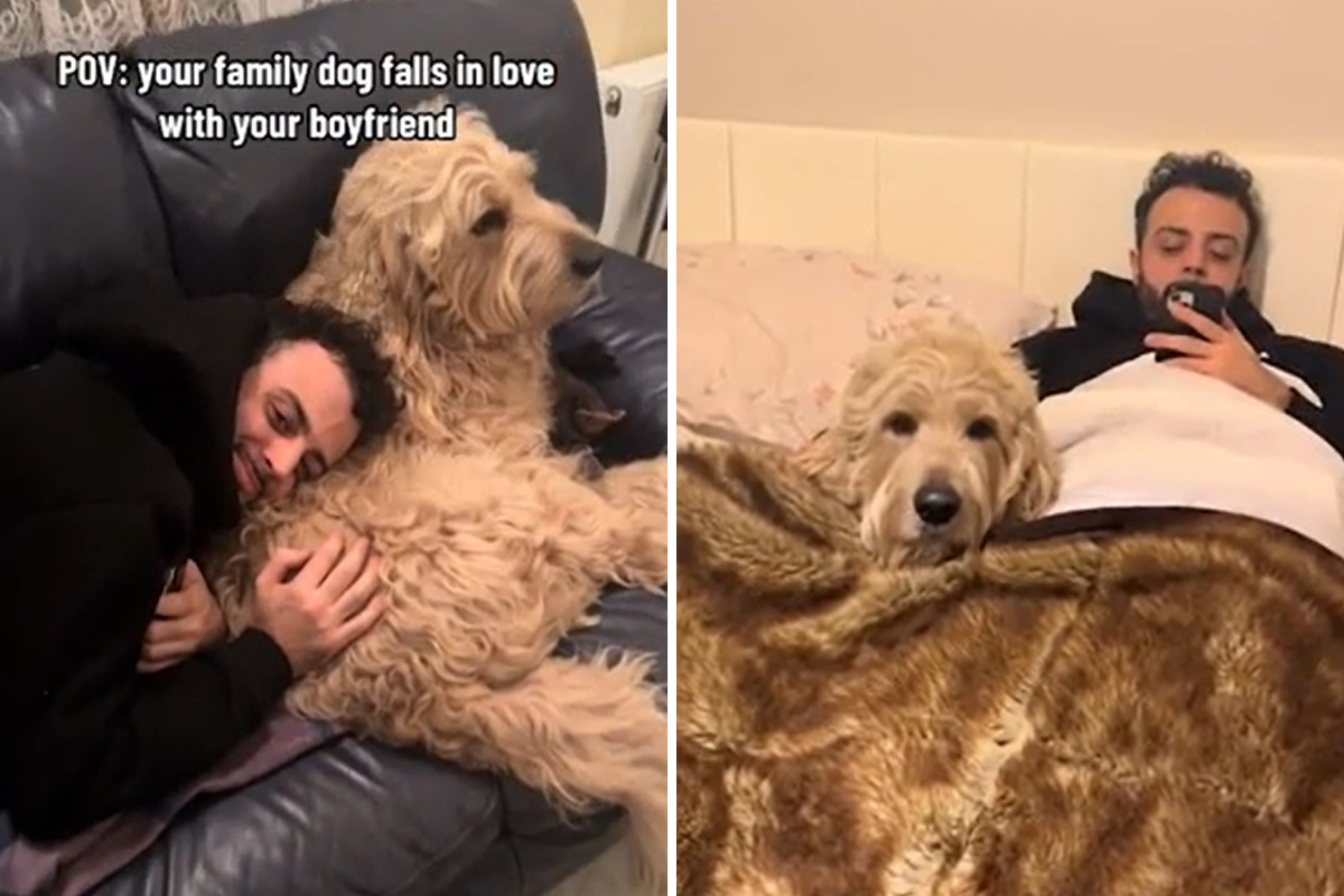 Dog 'Falls In Love' With Owner's Boyfriend, Protects Him At All Costs - Vimarsana News