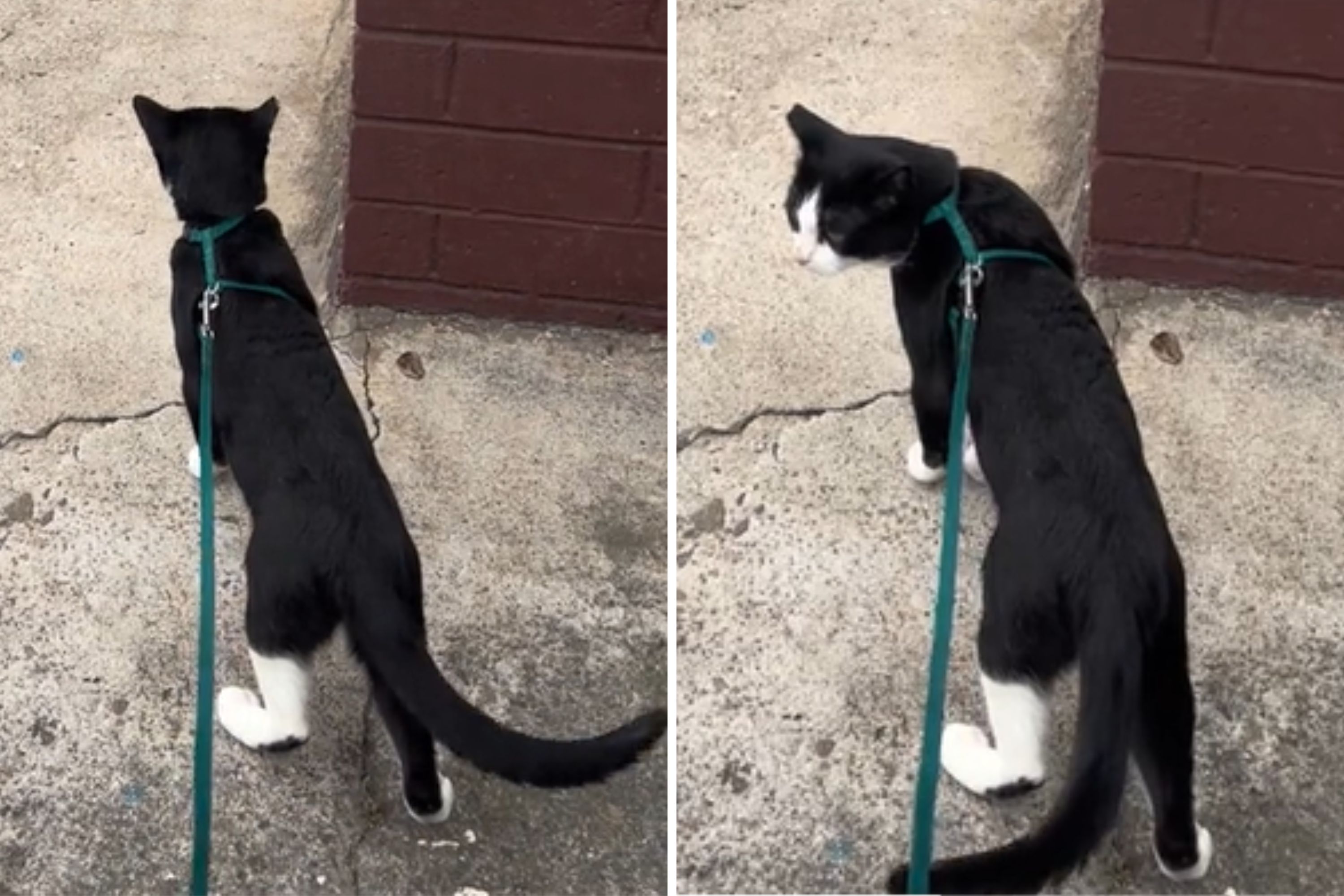 Internet Works Its Magic for Only Cat With No Interest at Adoption Event Internet Works Its Magic for Only Cat With No Interest at Adoption Event