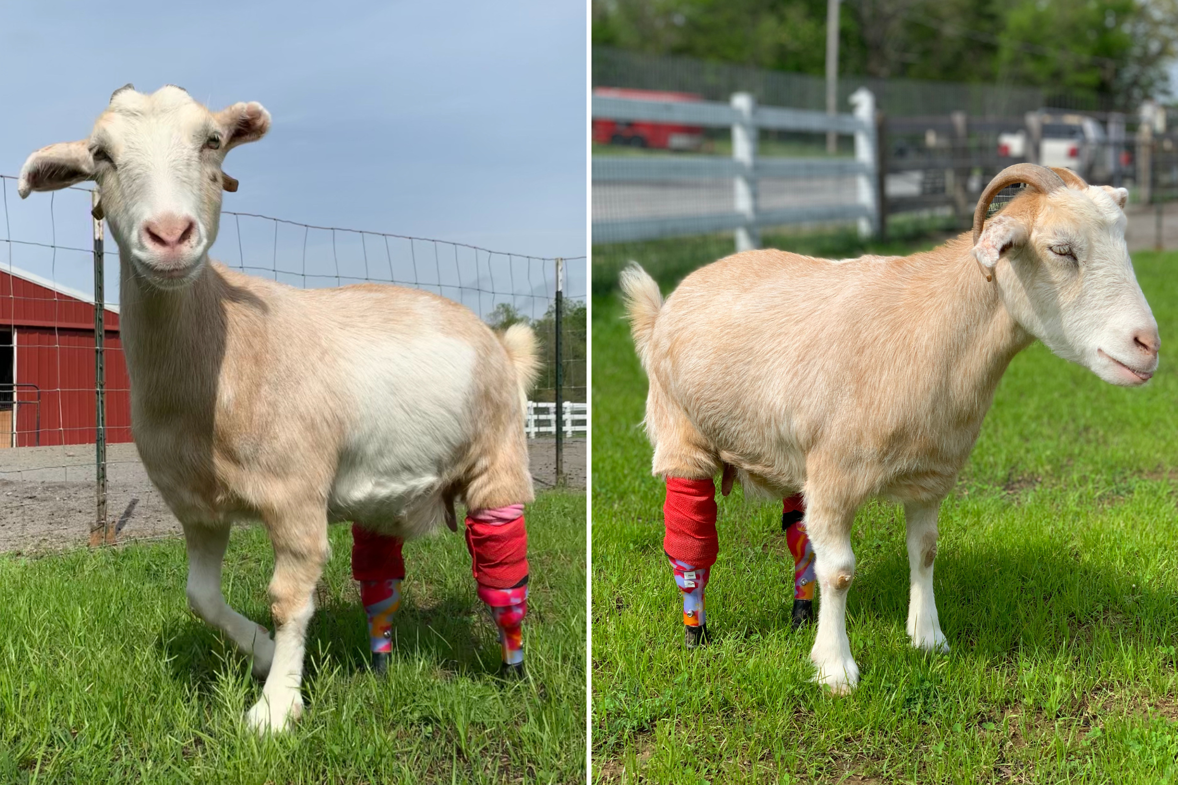 Goat’s joy at first walk with prosthetics after losing legs to frostbite