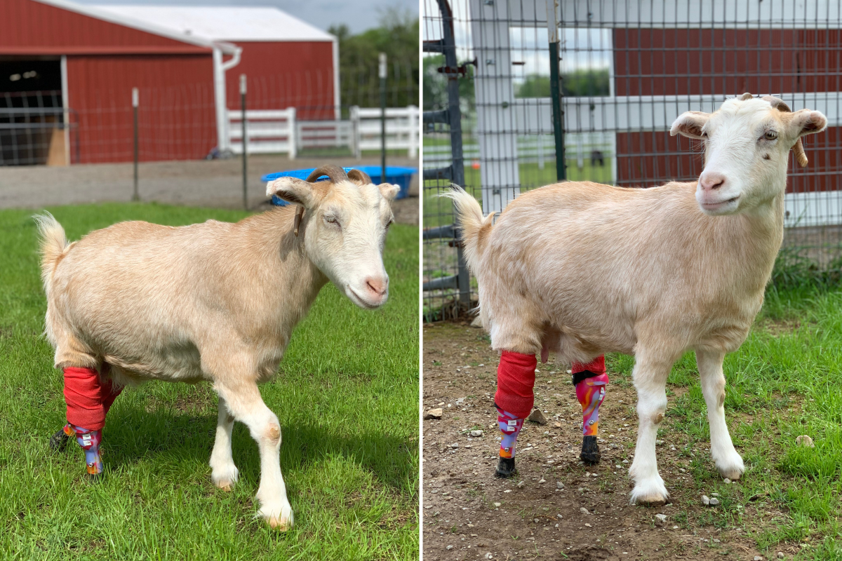 Lolli the goat with prosthetics