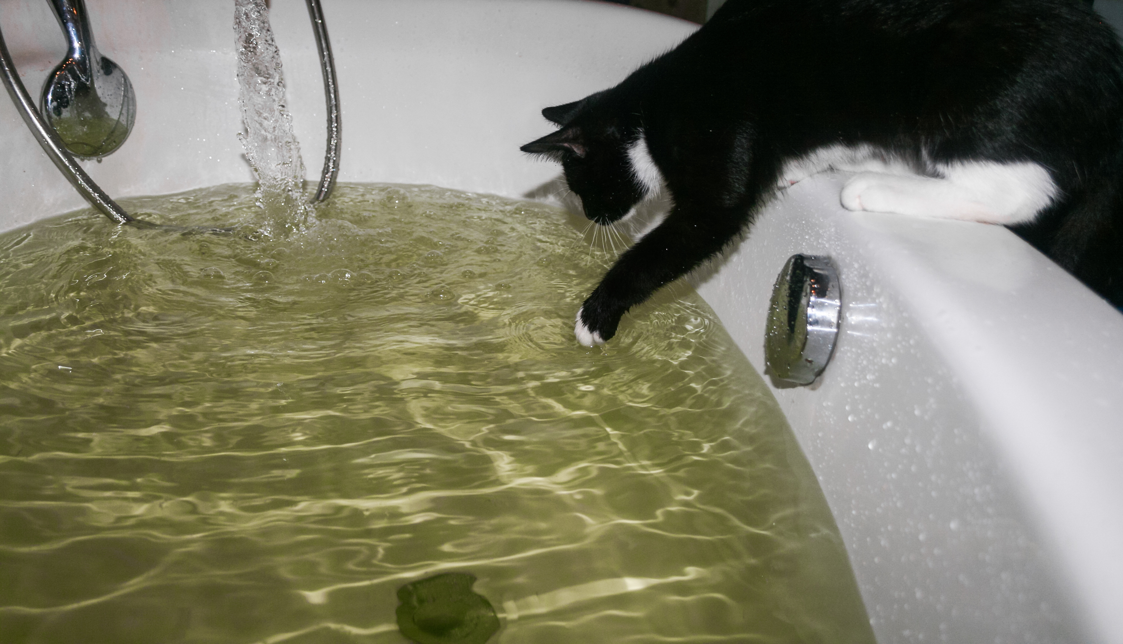 Woman shares what happens when cat loves baths as much as she does