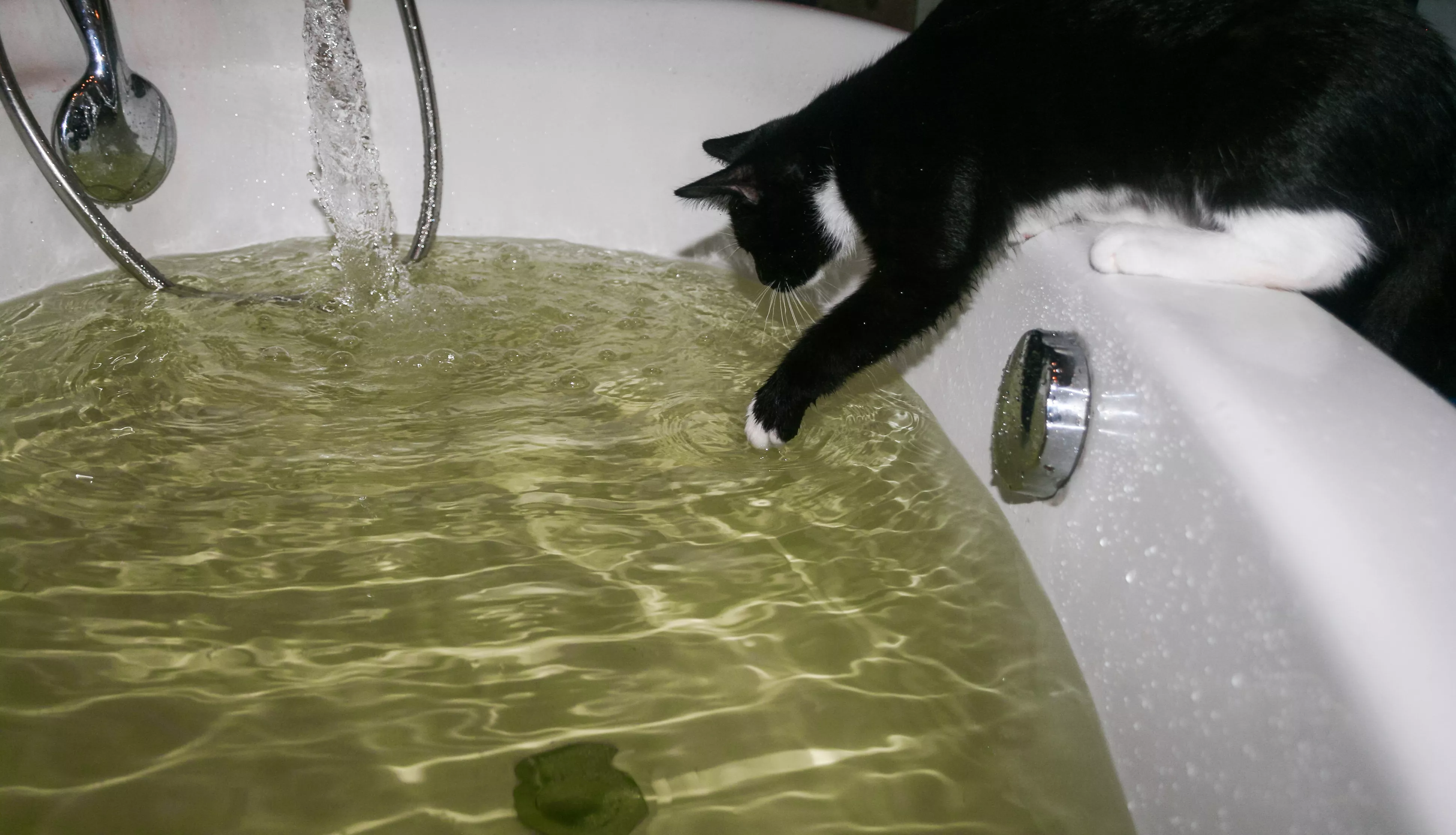 Woman Shares What Happens When Cat Loves Baths As Much as She Does - Vimarsana News