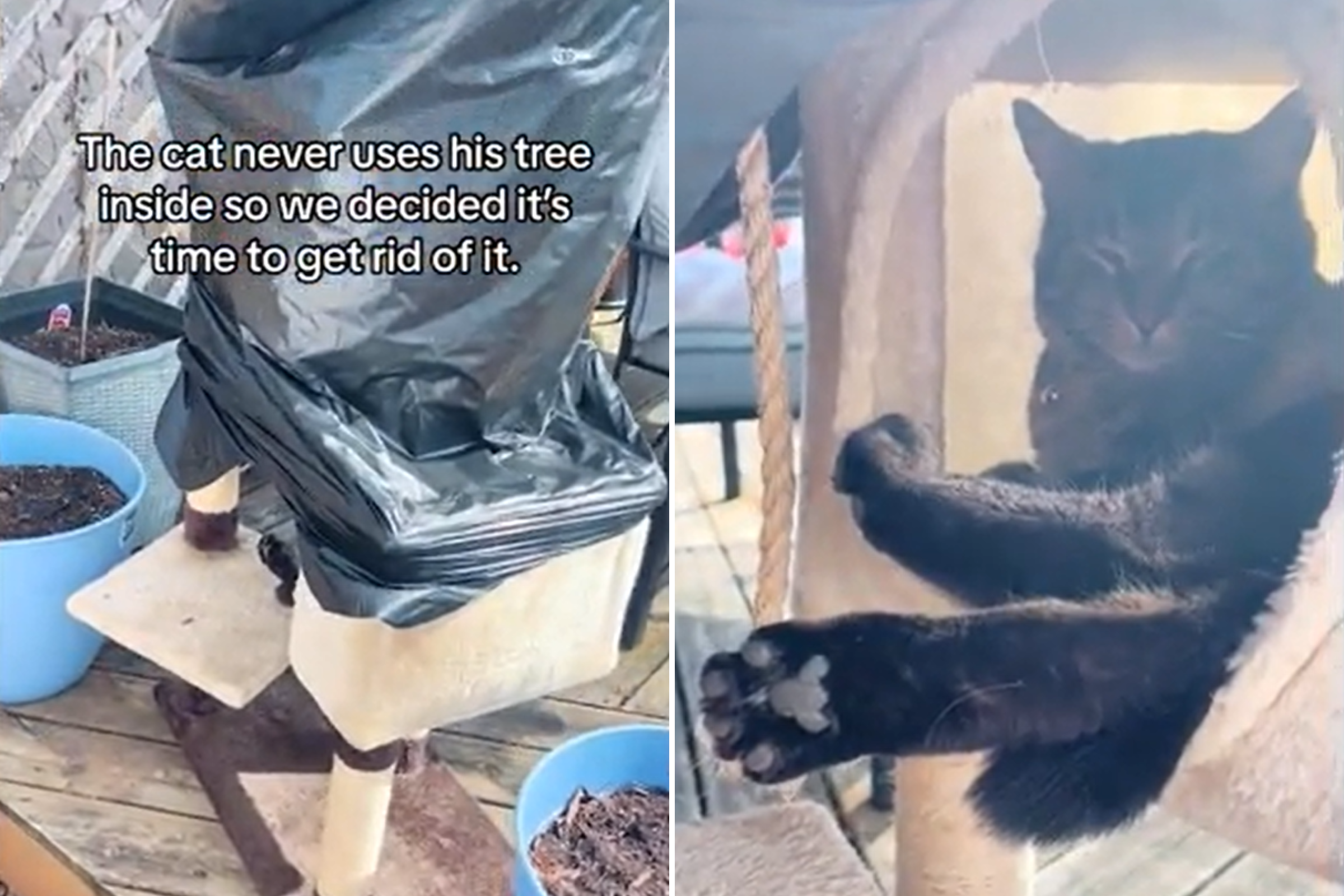 Cat Never Shows Interest in Indoor Tree Until Owner Does the Unthinkable