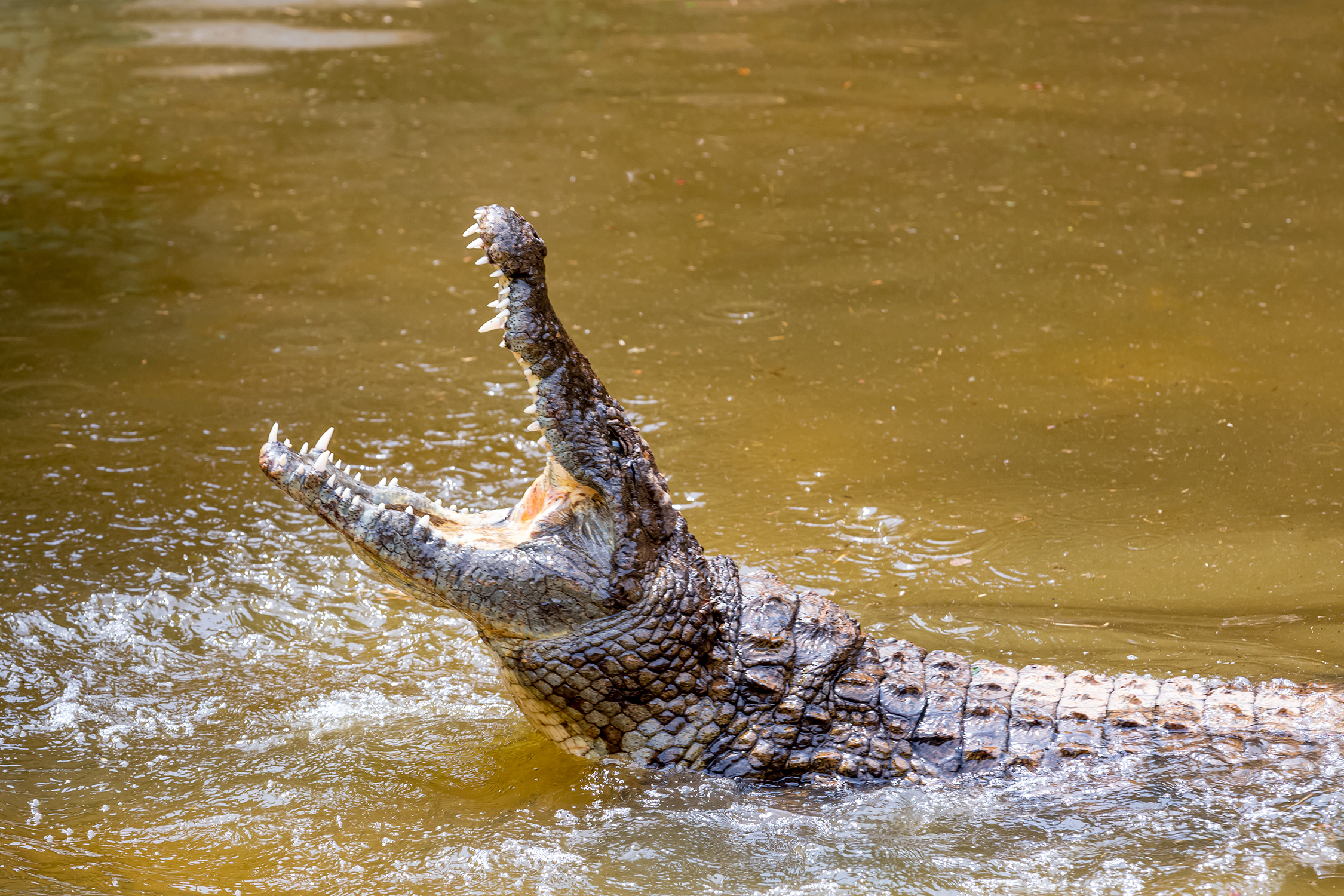 Un crocodile traqué alors qu’un adolescent est retrouvé mort