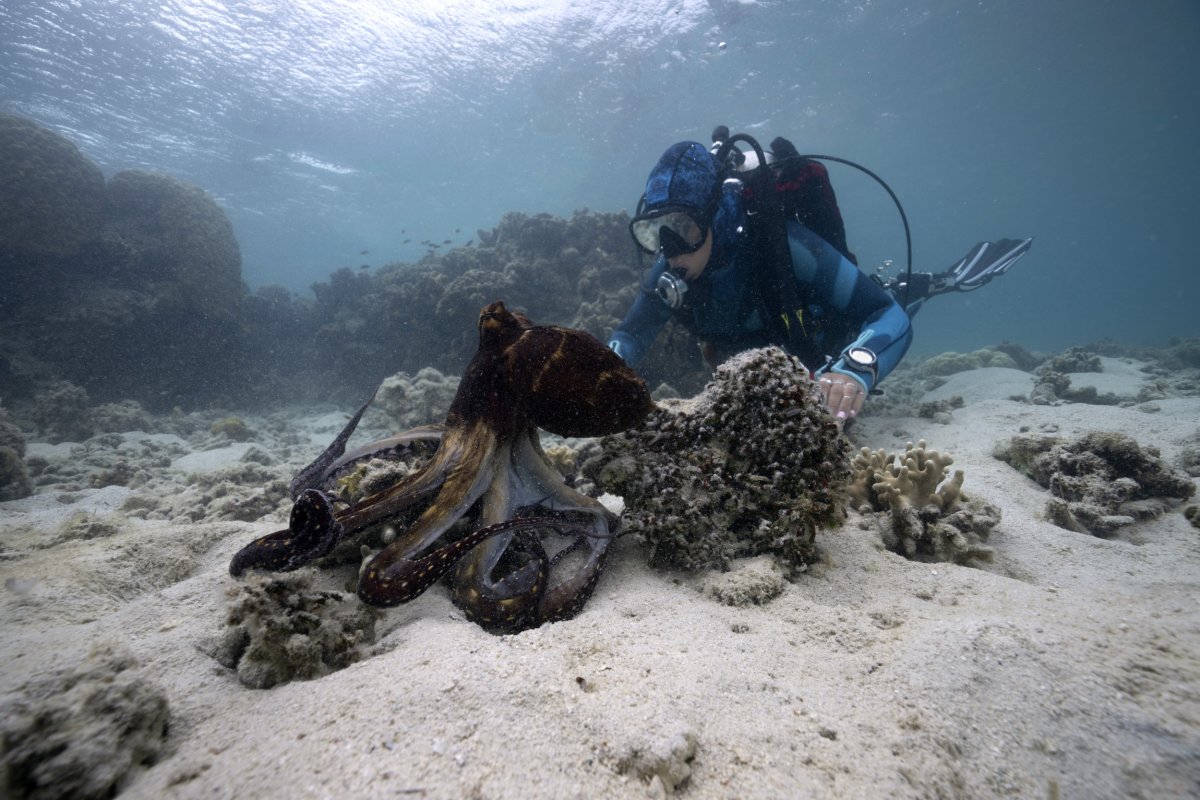 A marine biologist with an octopus