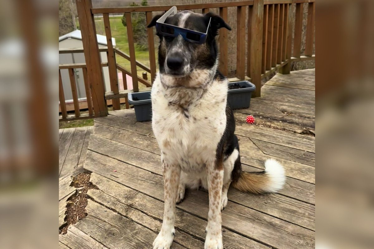 Dog wearing glasses for eclipse