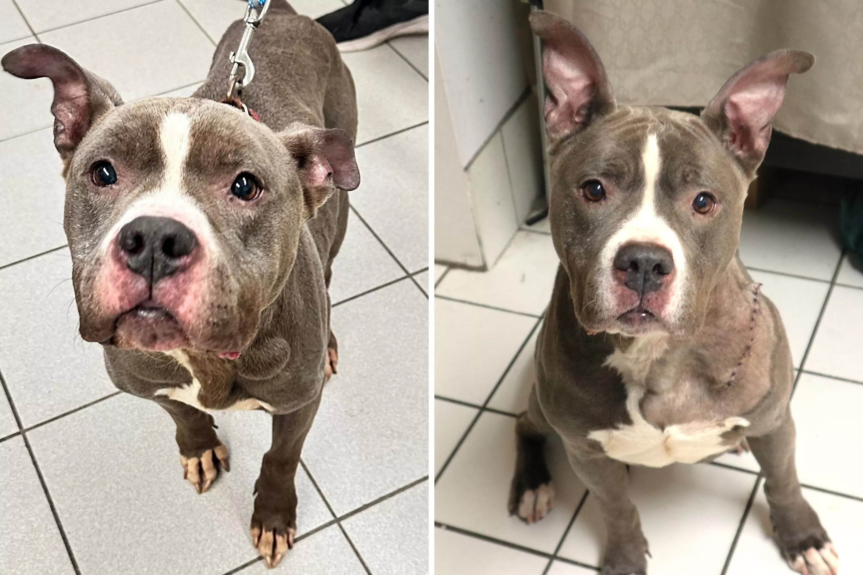 Dog Found 'Emaciated, Dehydrated' When Owners Abandoned Her After Eviction - Vimarsana News