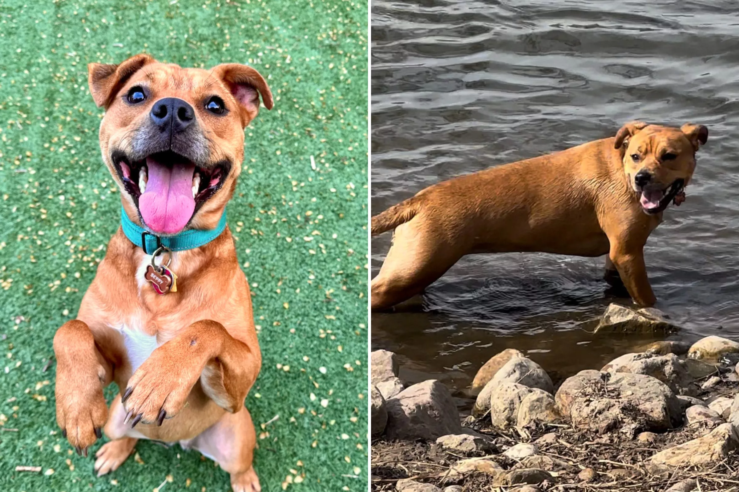 Family Saw 1 Last Shelter Dog When Looking To Adopt—and the Rest Is History - Vimarsana News