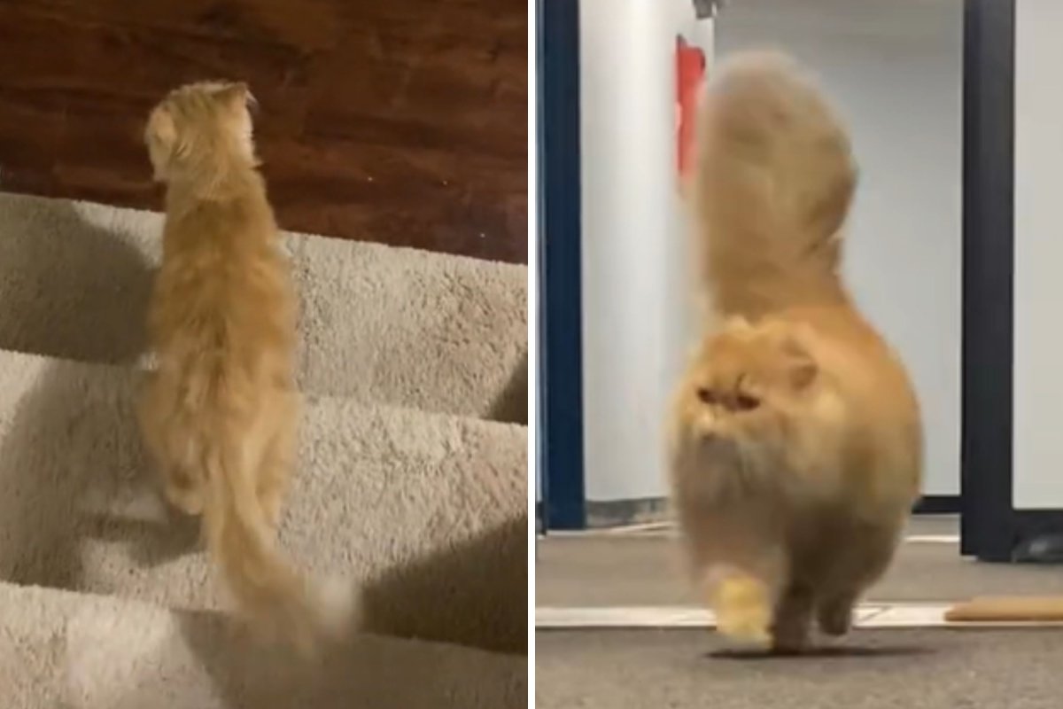 Orange cat tail transformation