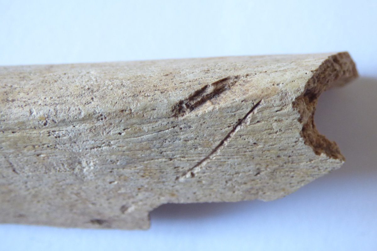 A human bone with cut marks