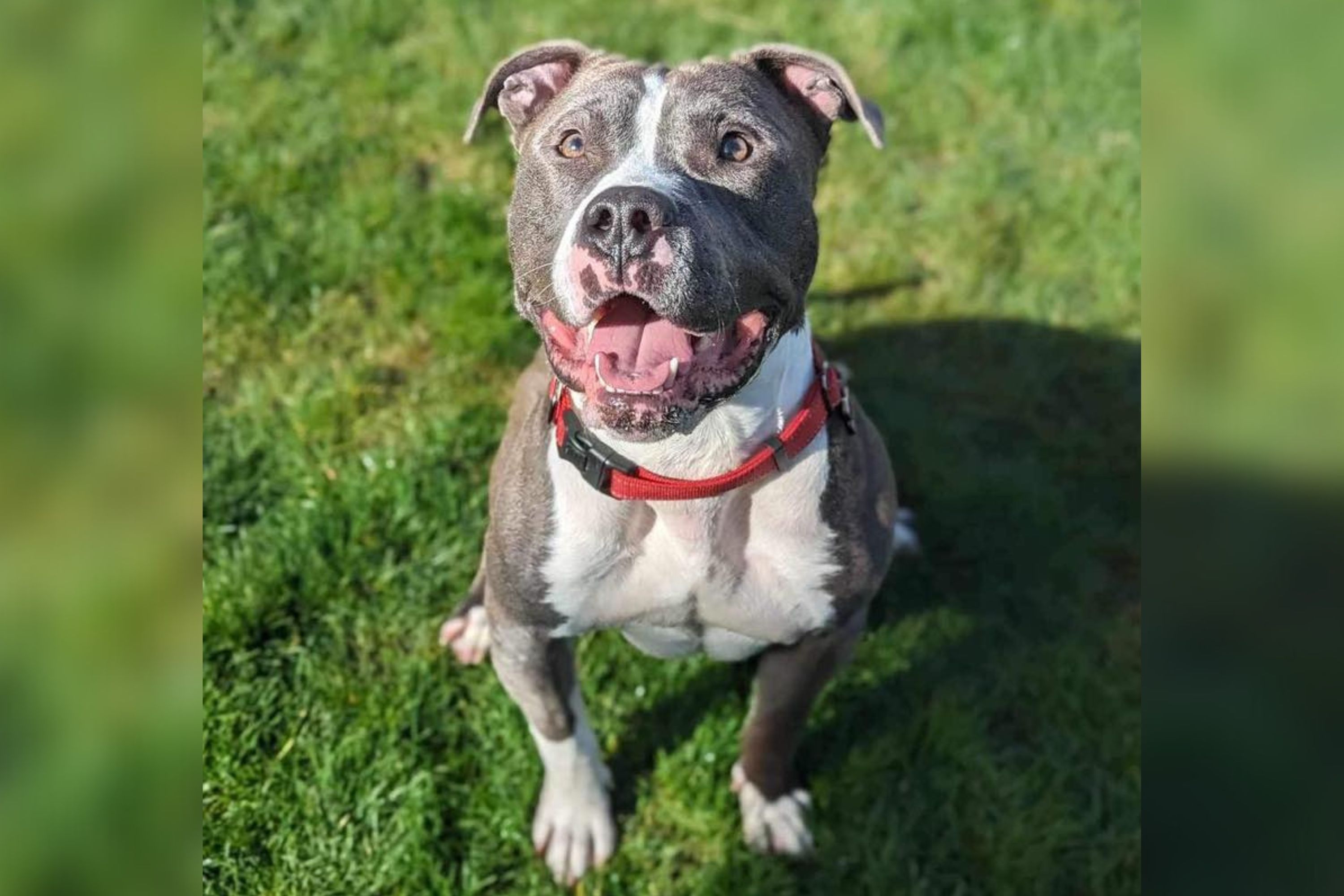 Dog Dumped in Freezing Parking Lot Wrapped in Plastic Ready for New Family