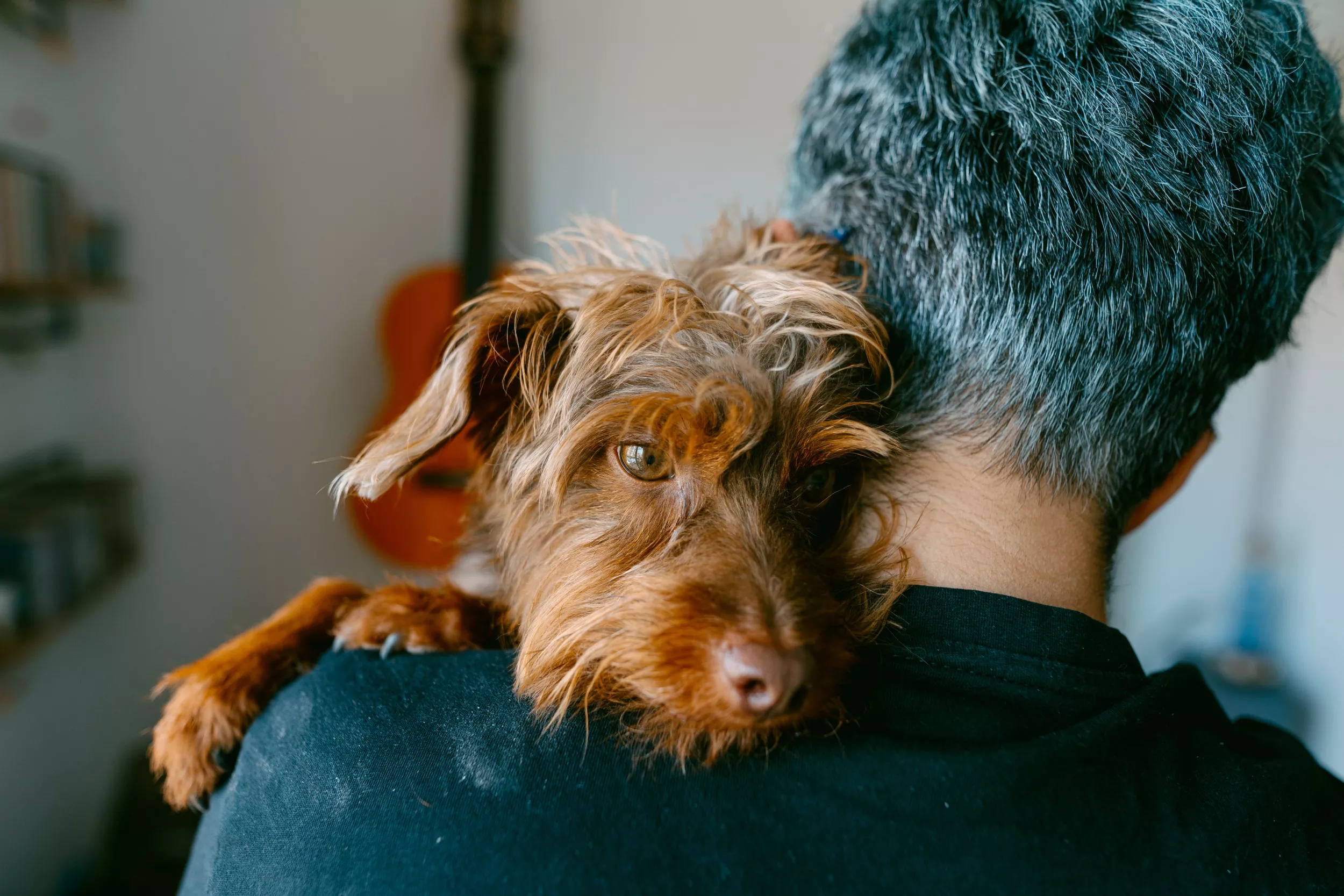 California Residents Can Be Vulnerable to Homelessness Due to Their Pets - Vimarsana News