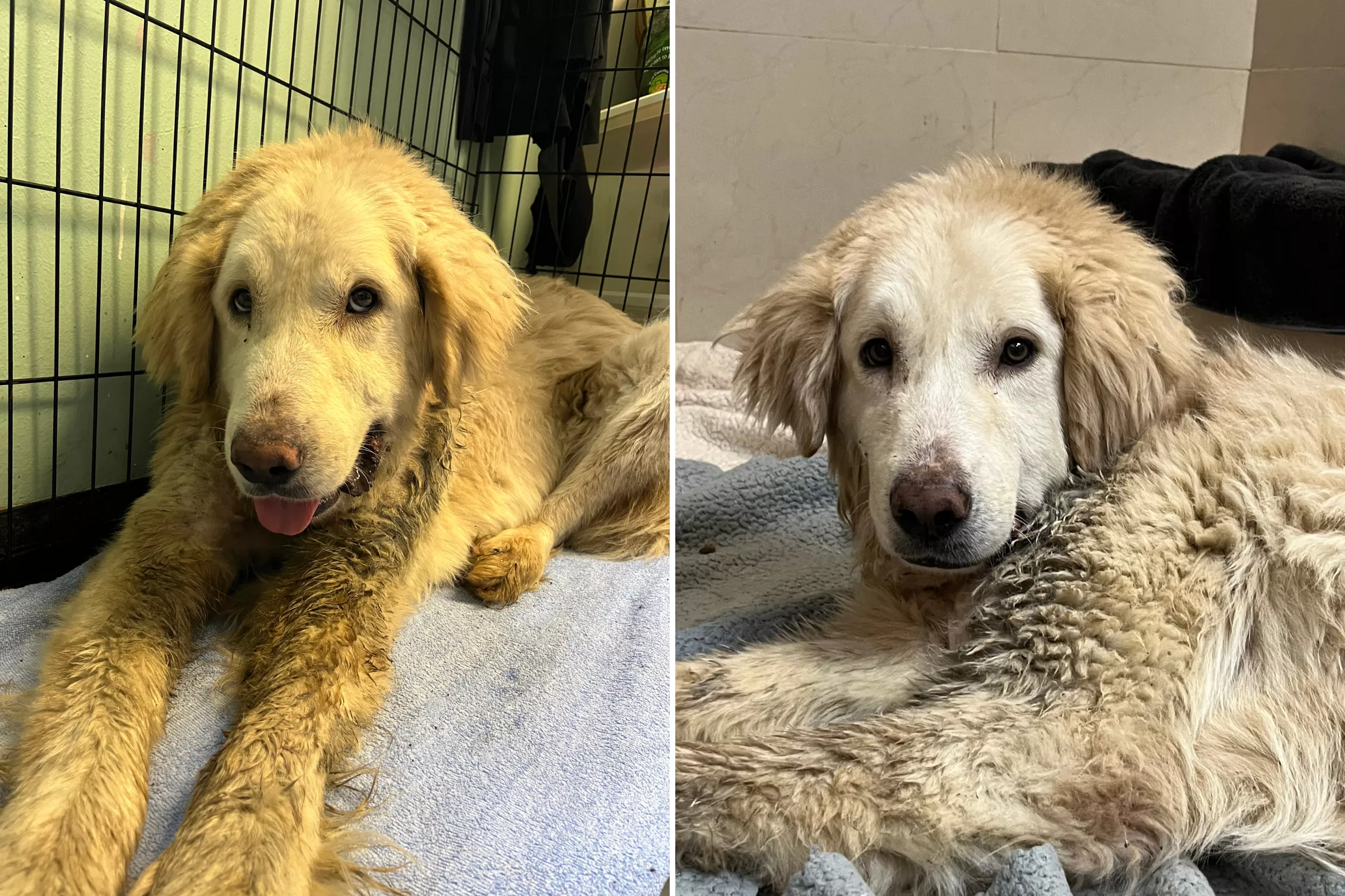 Dog Finally Rescued After Spending Year With a Rope Embedded in His Neck - Vimarsana News