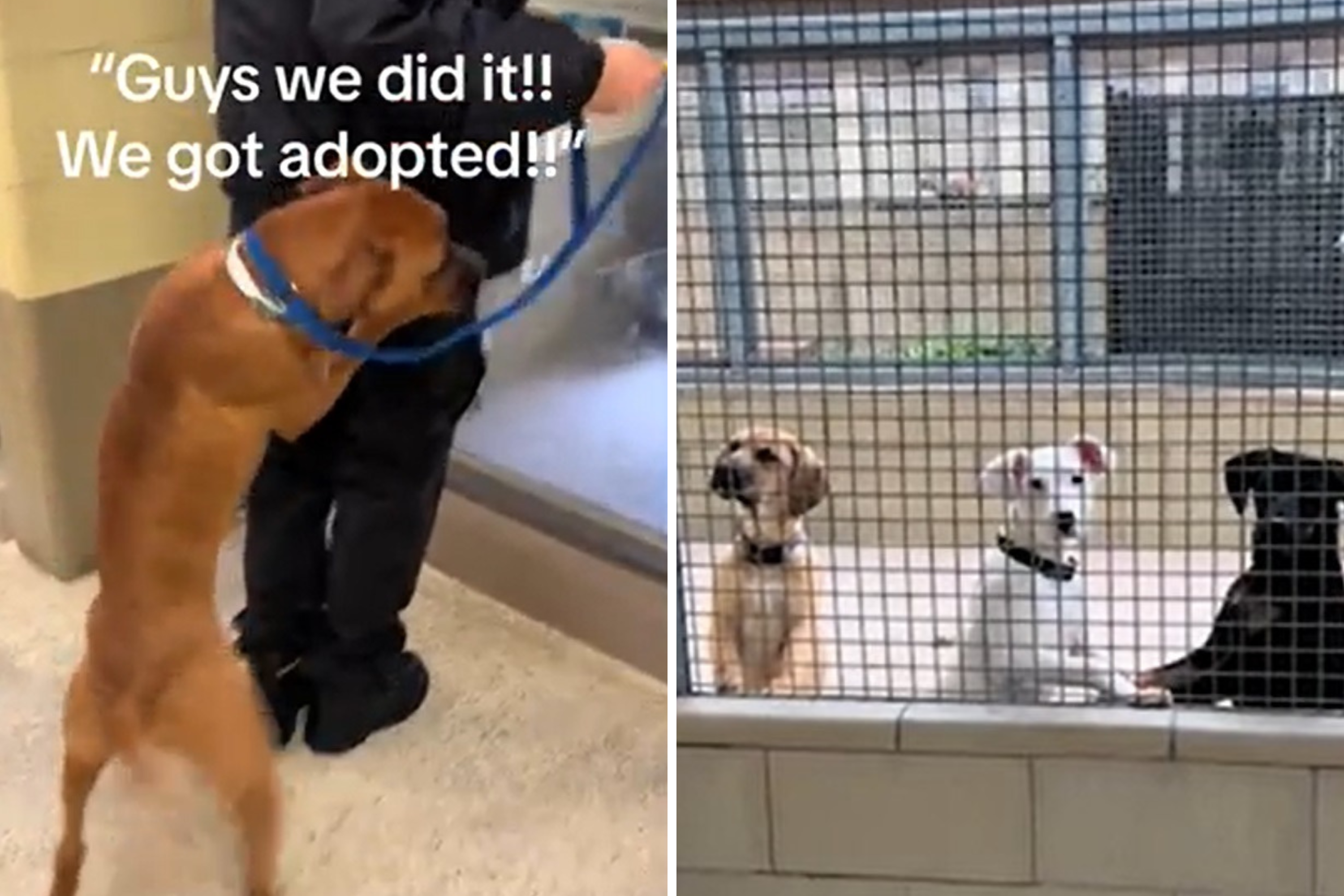 'Bittersweet' Moment Dog Says Goodbye To Friends In High-Kill Shelter