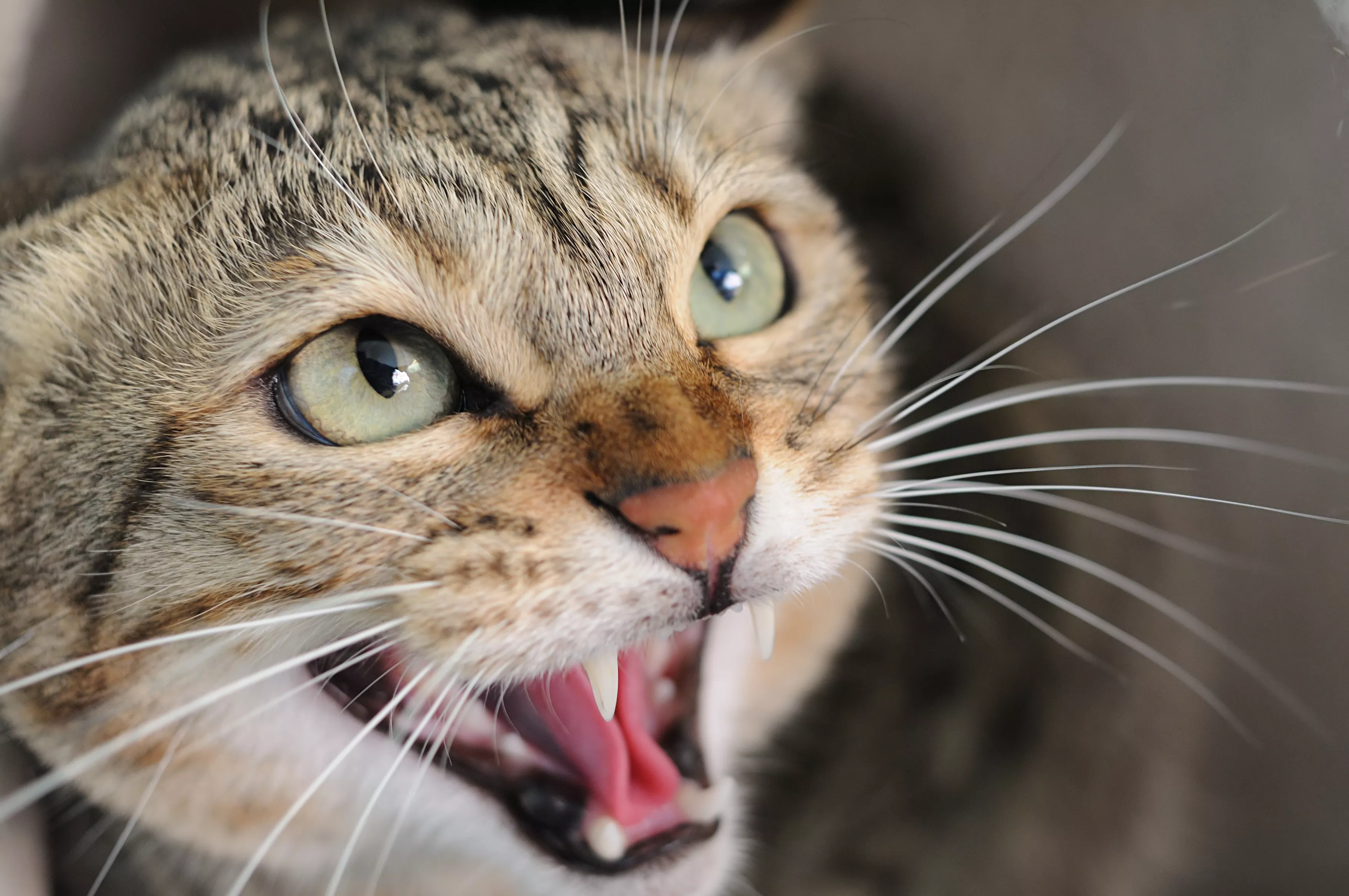 Owner Gets 'Mean' Cat a Companion That Matches His Energy - Vimarsana News