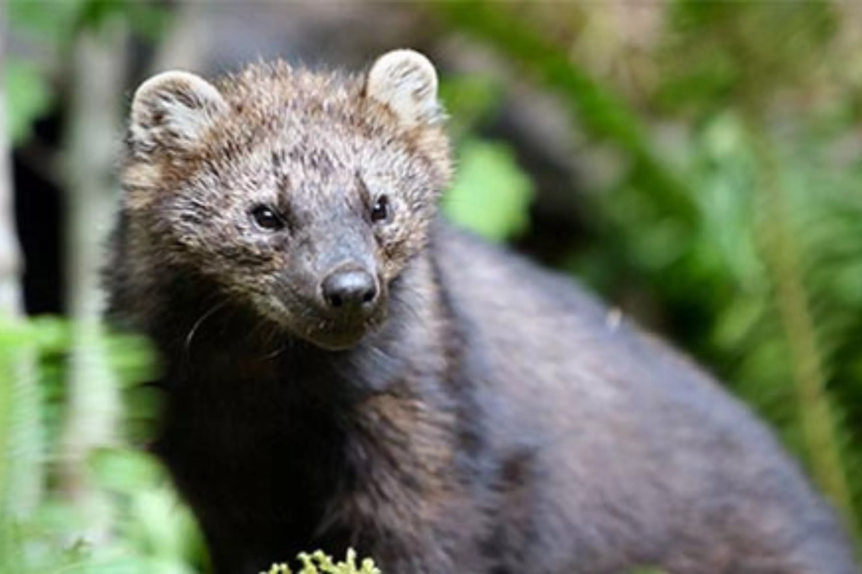 Animal That Disappeared 200 Years Ago Spotted on Side of the Road - Vimarsana News