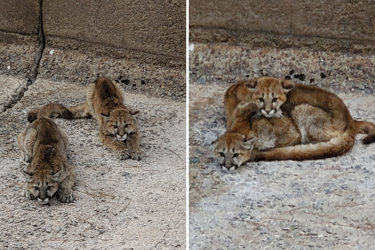 Mountain lion cubs in spillway 